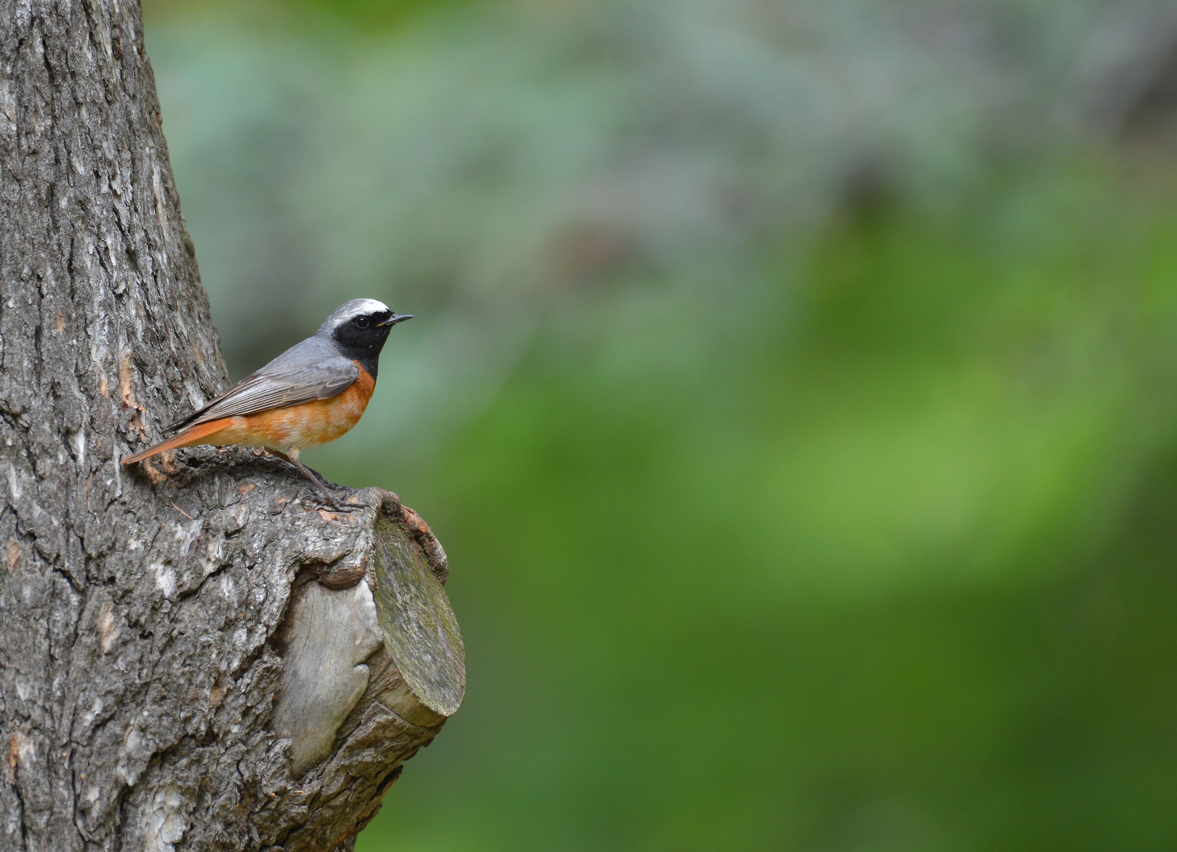 First Nesting Codirosso in Livorno