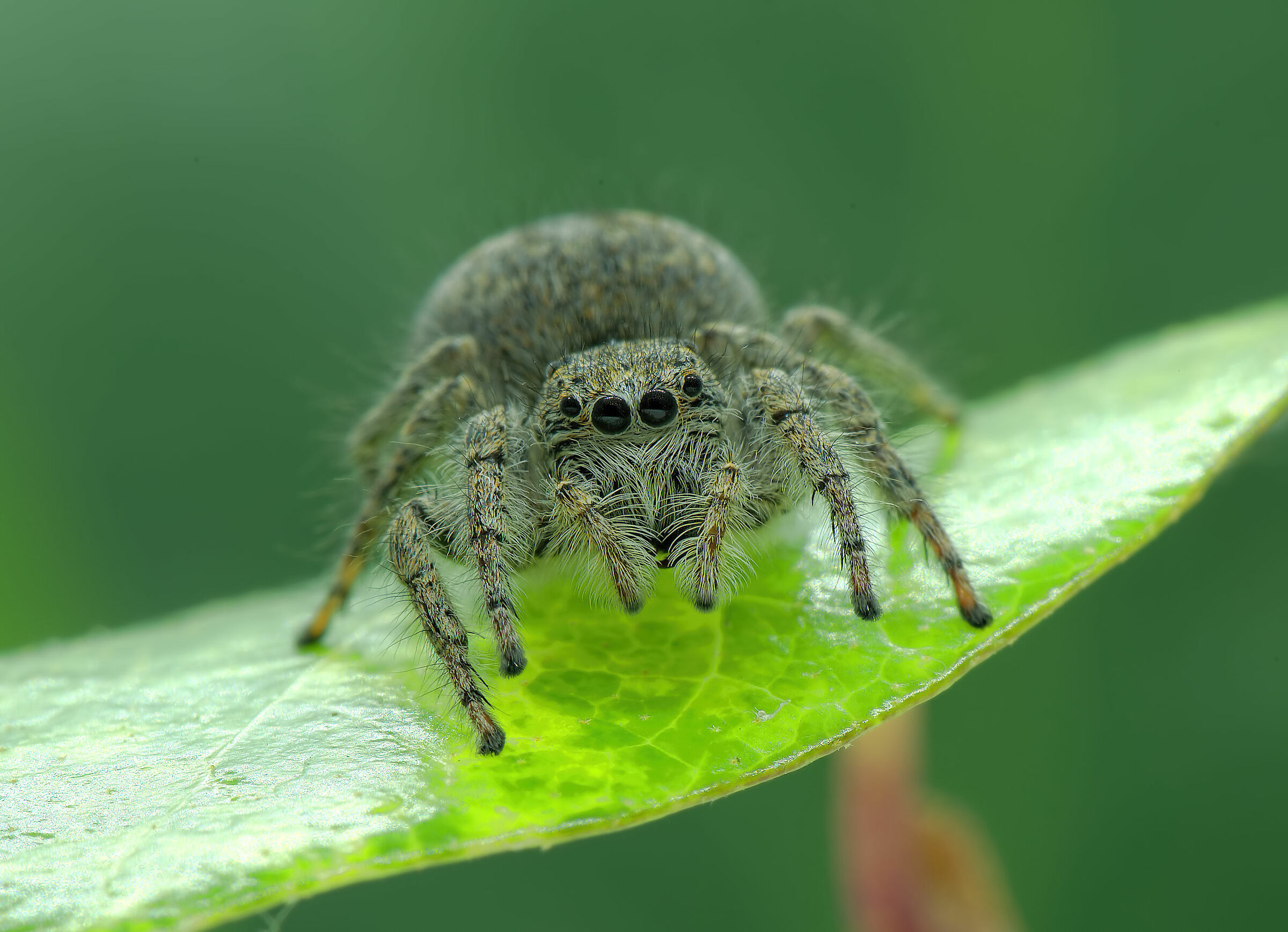 Salticidae