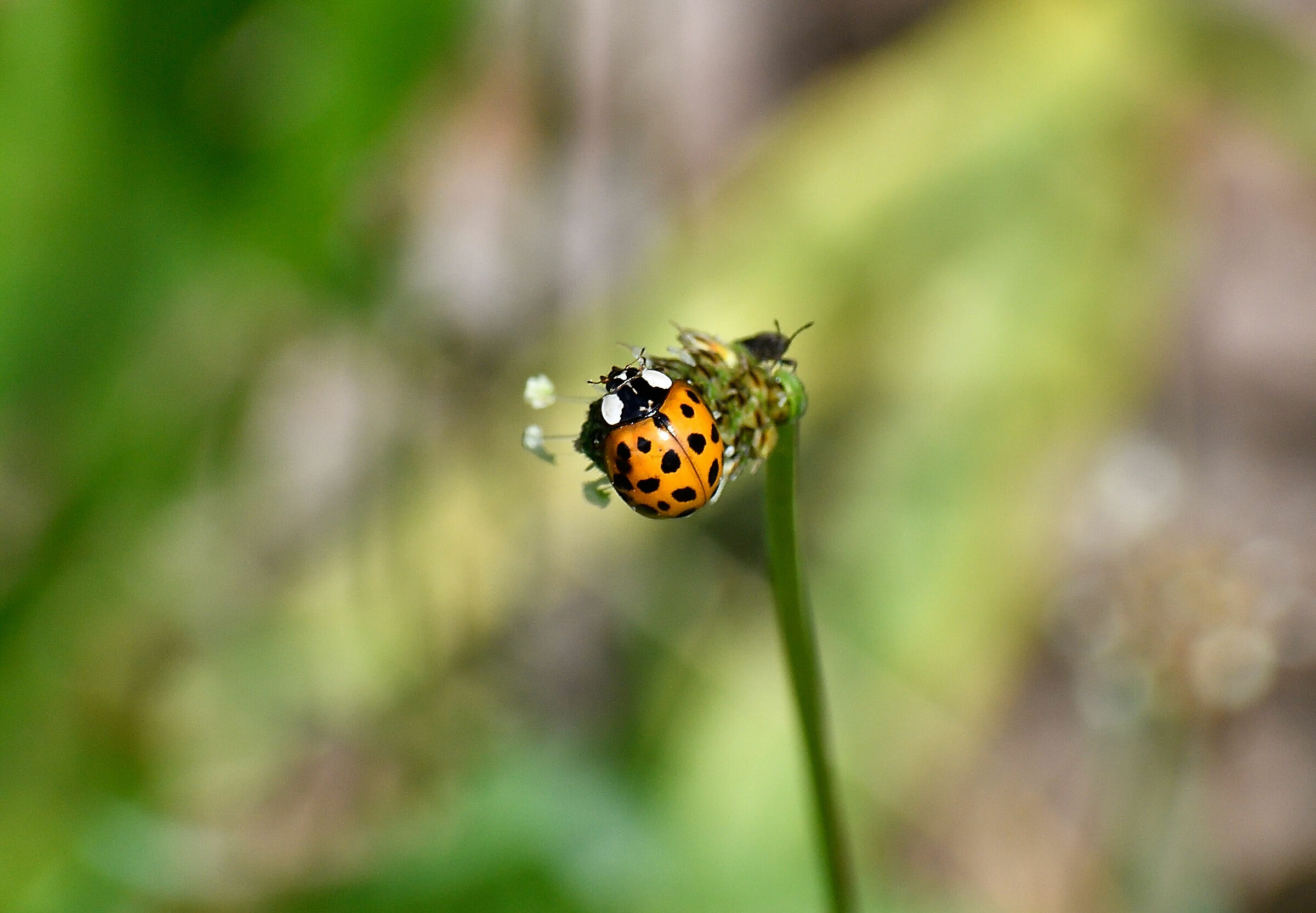 Ladybug in company