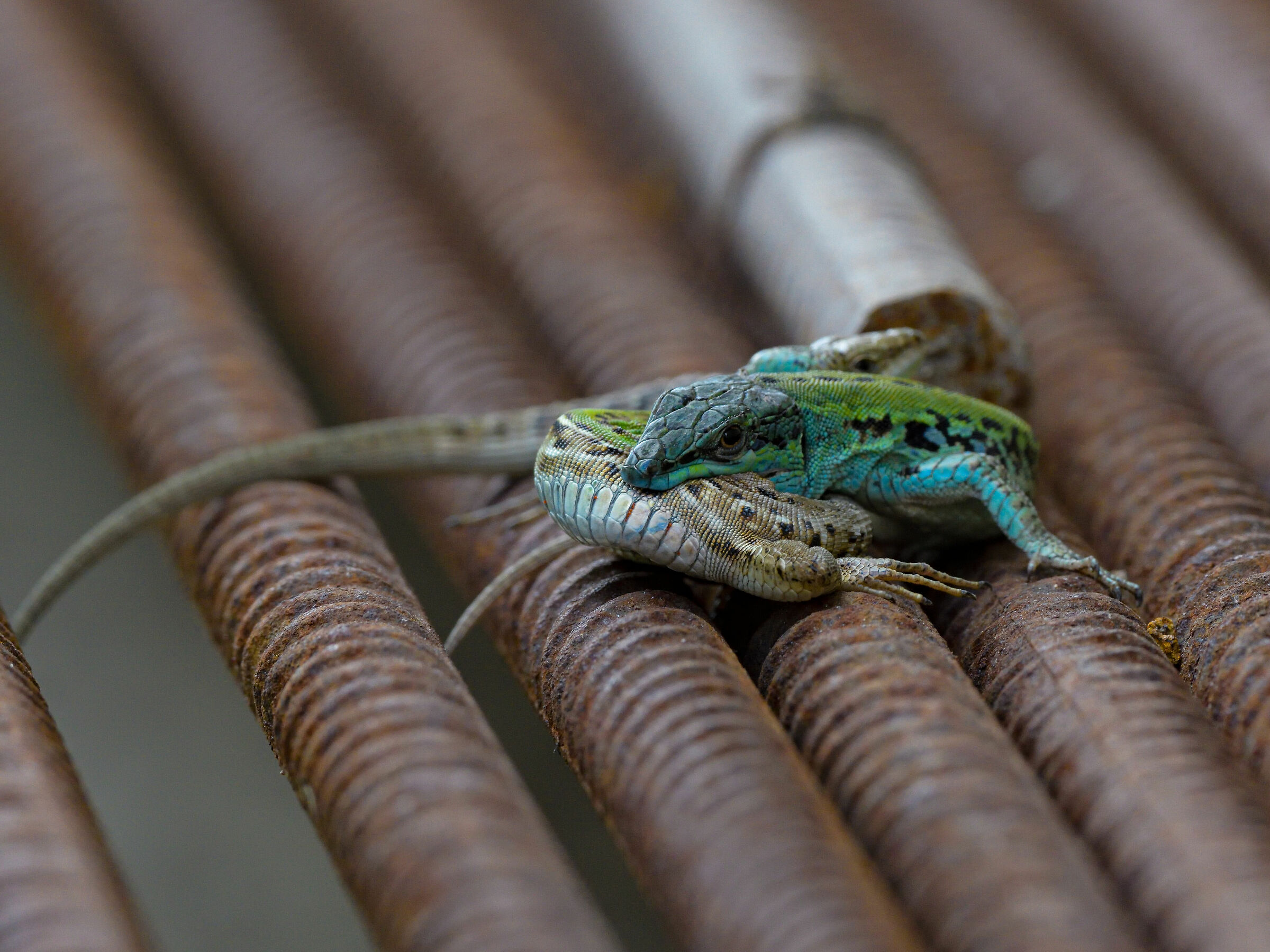 "You had seen me 65,000,000 years ago...."