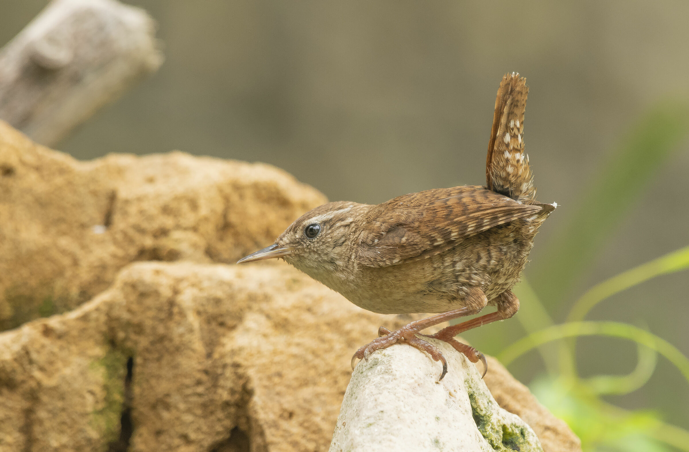 Wren