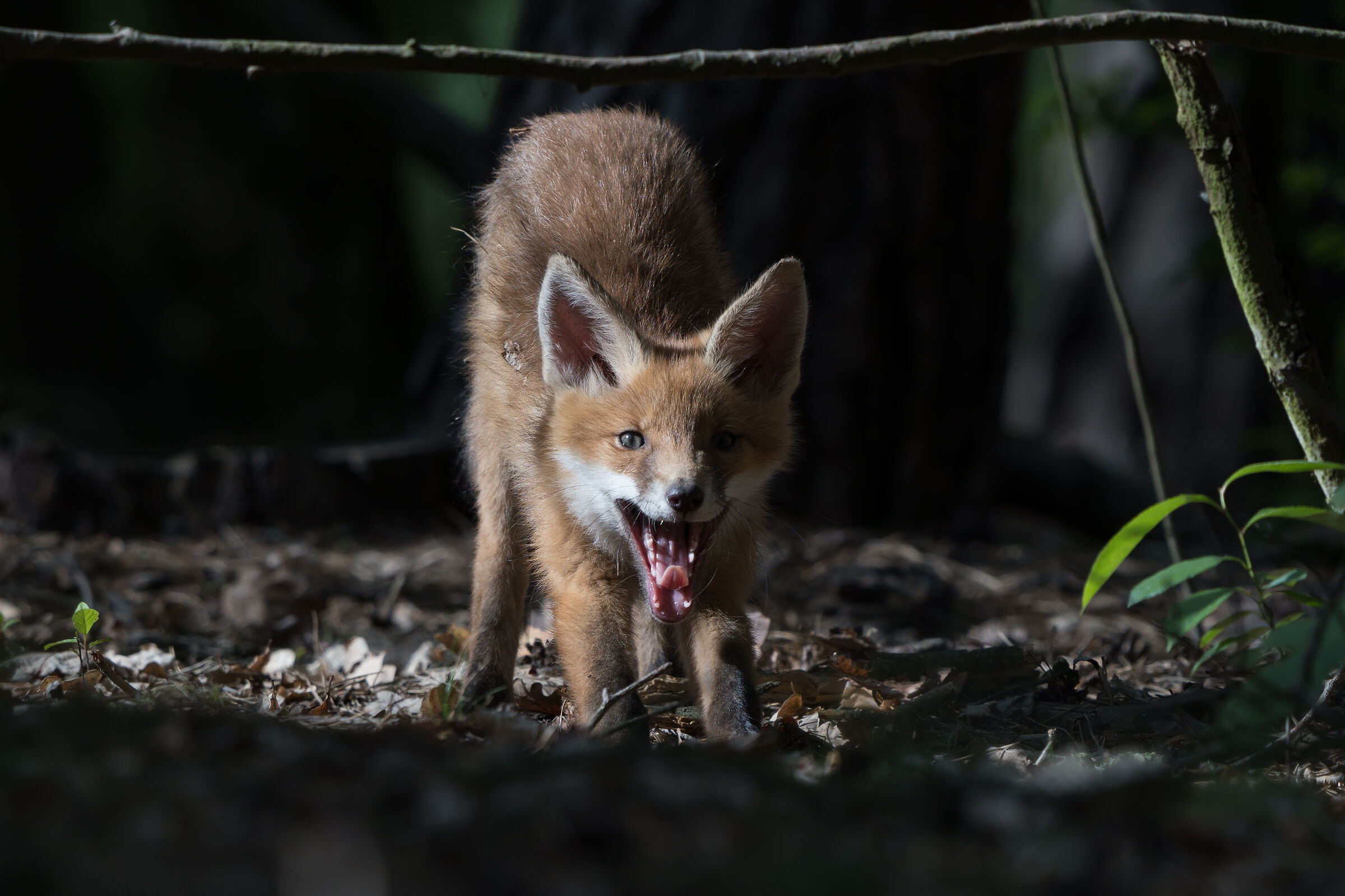 Volpe rossa (Vulpes vulpes)