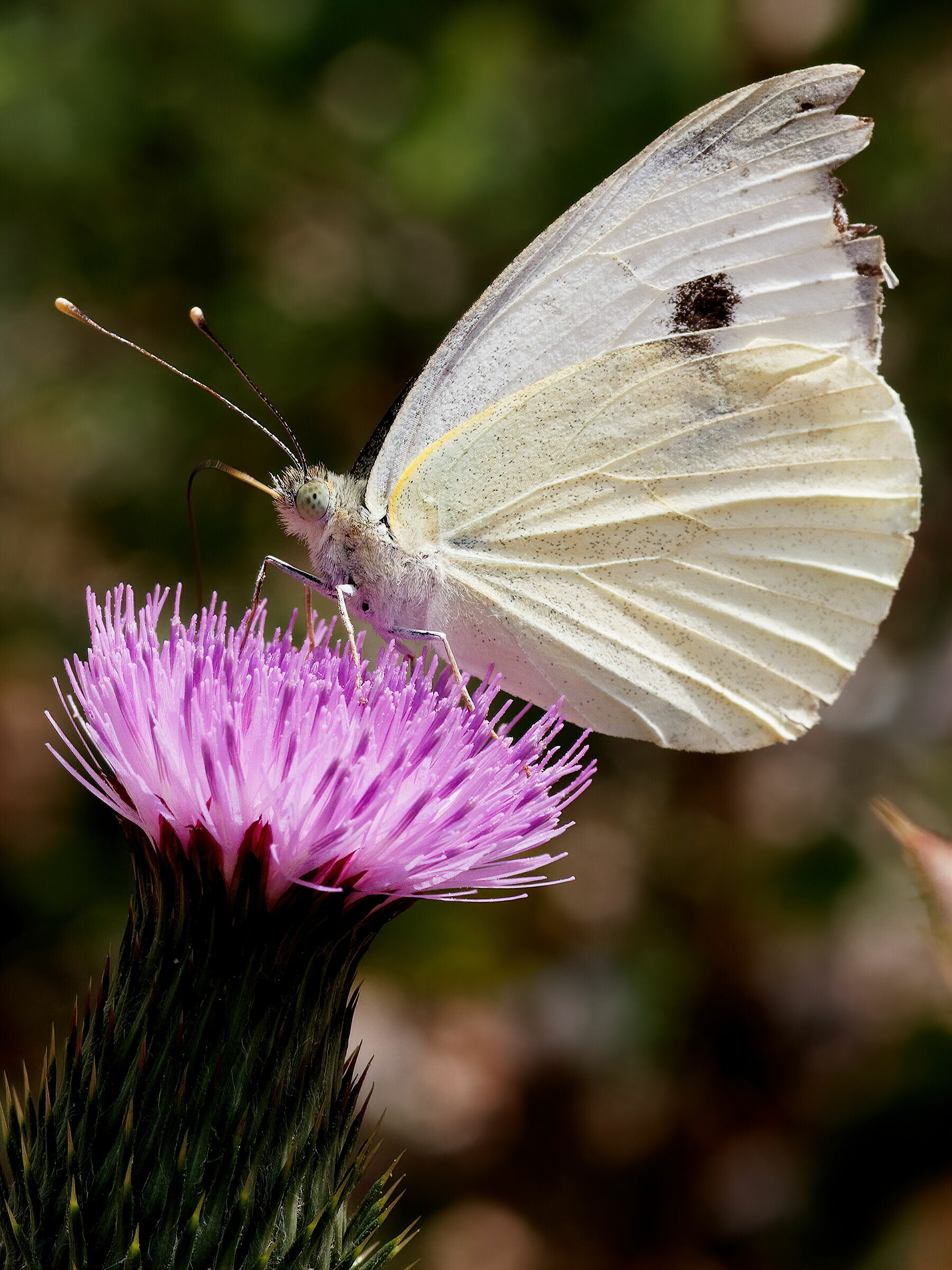 Cavolaia su fiore di cardo