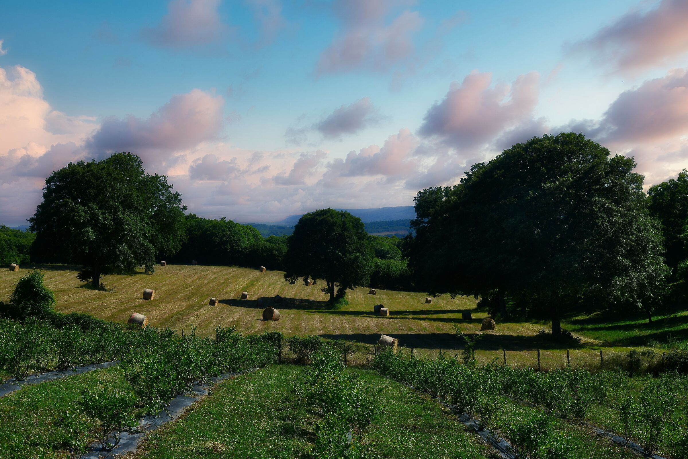La grandezza dei Castagneti