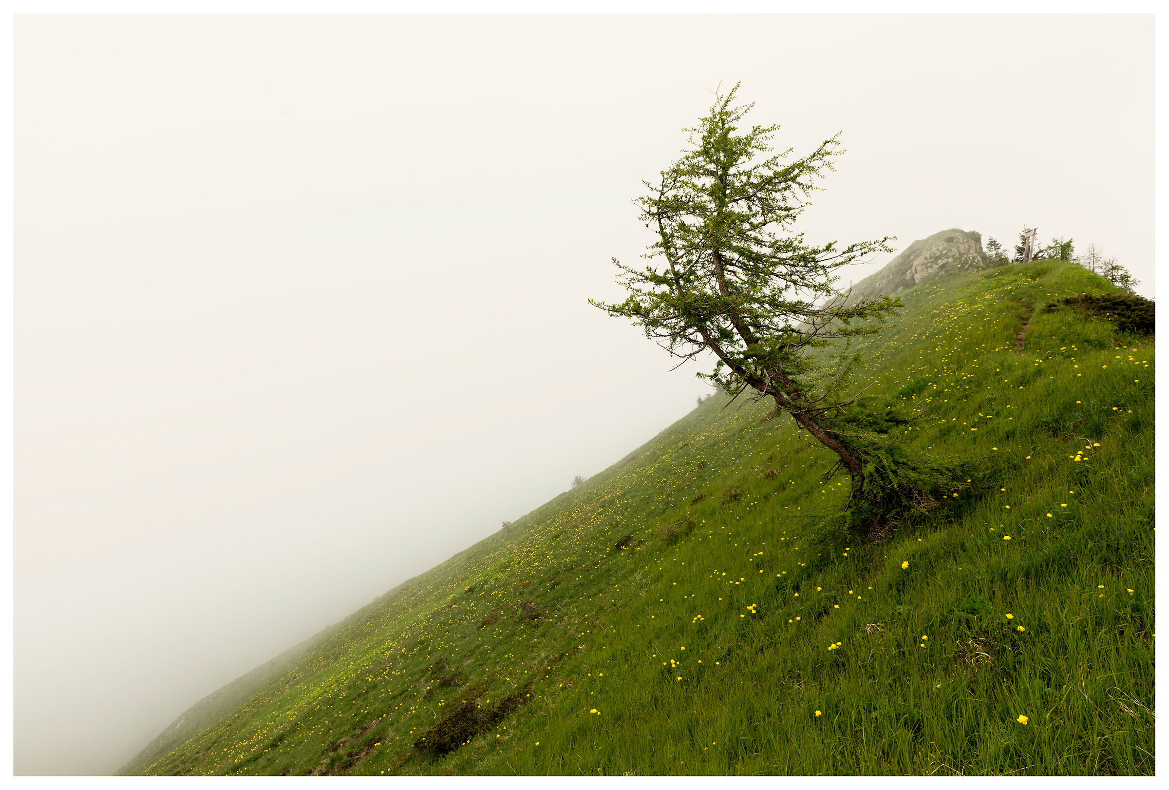 Inclined plane. With larch.