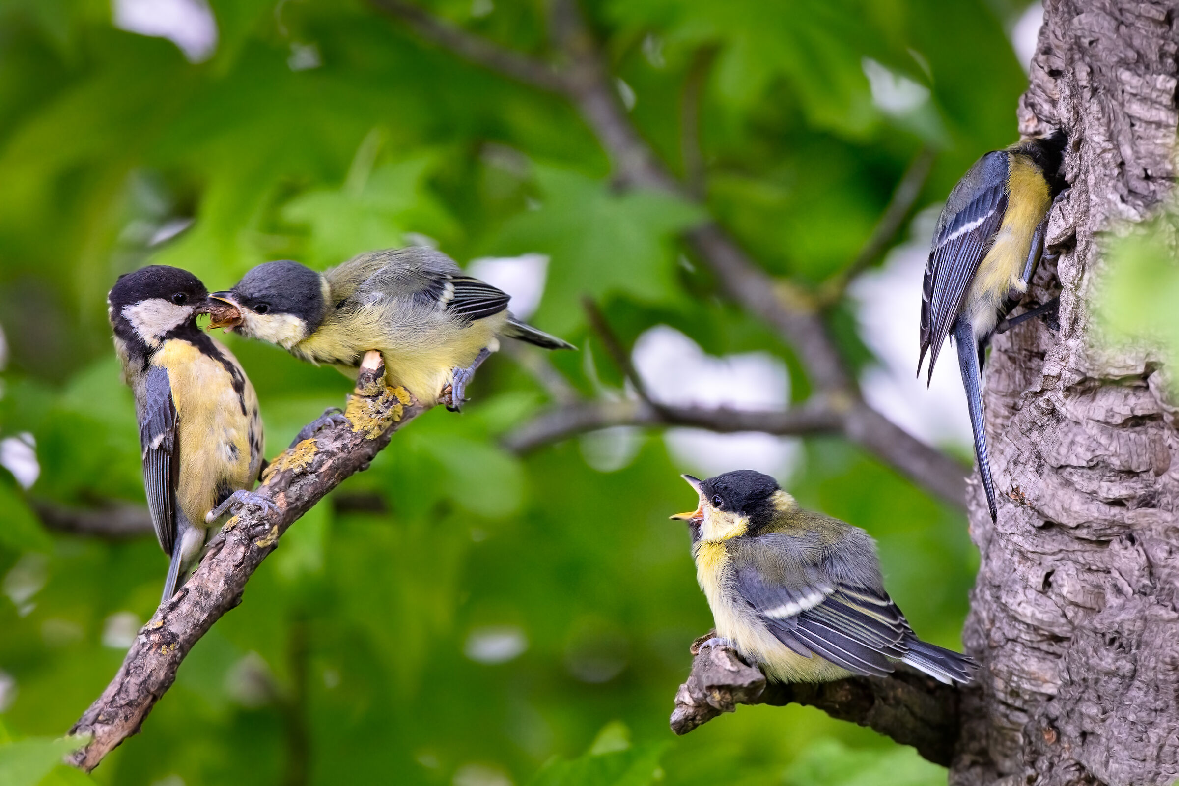 Oggi le cinciallegre sono uscite dal nido
