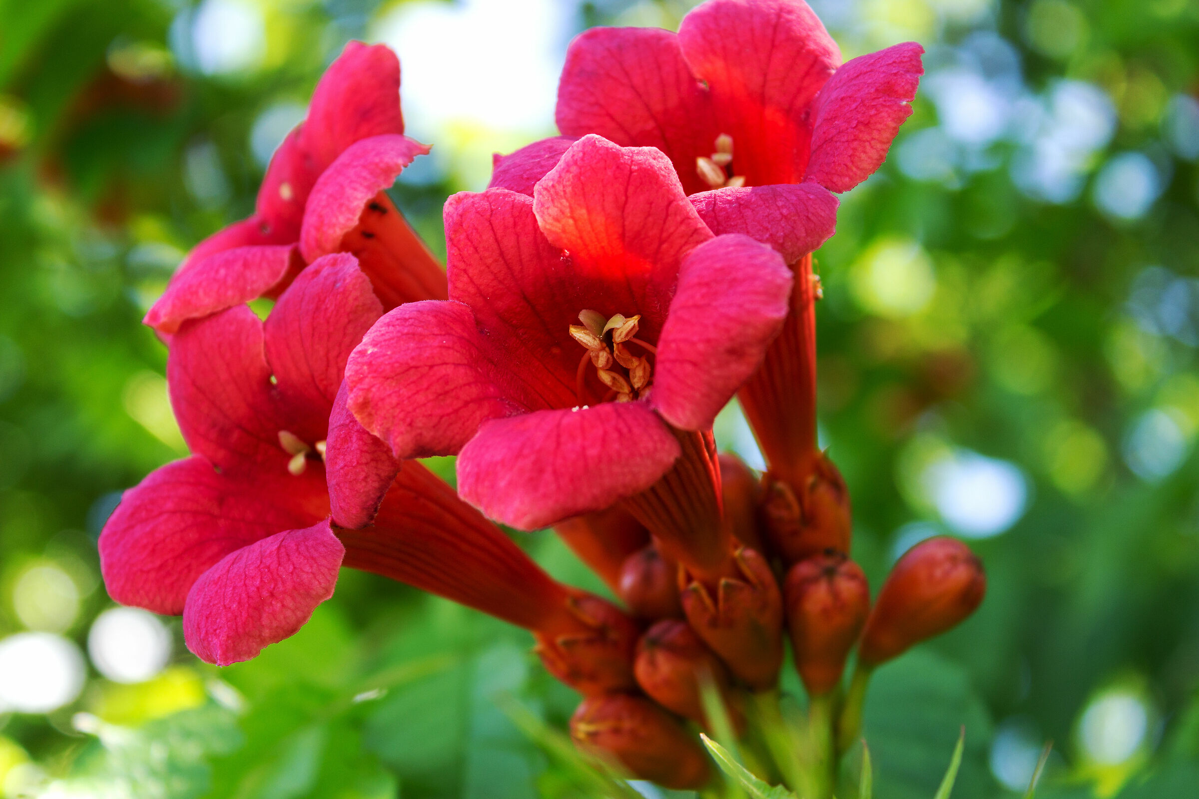 tromba cinese ( bignonia )