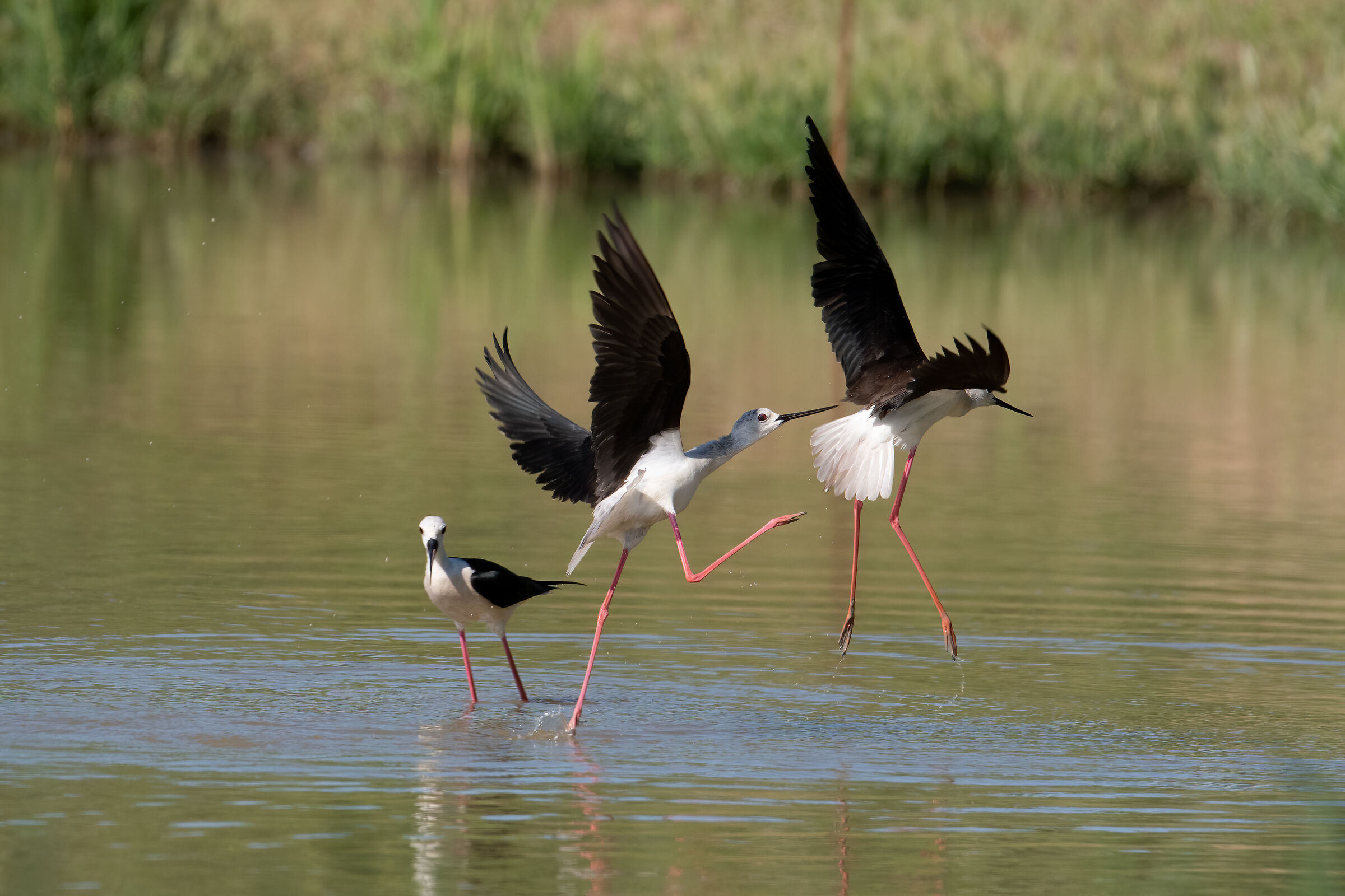 Scaramucce tra cavalieri