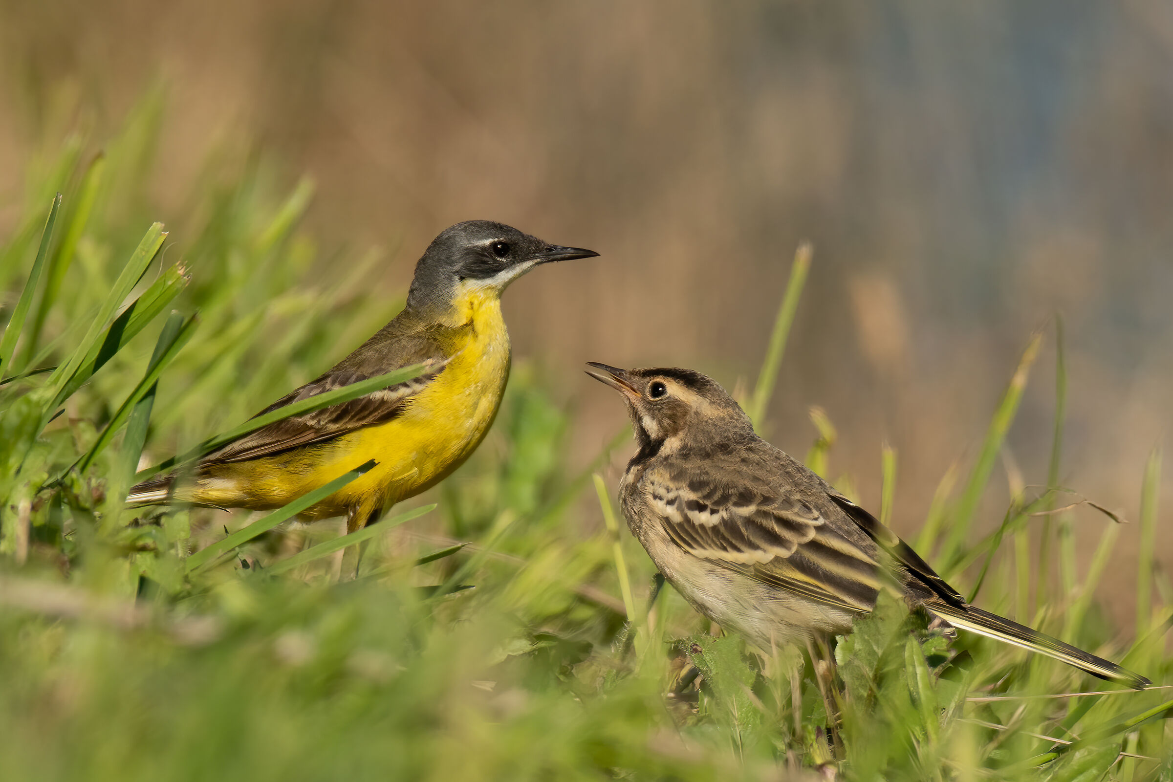 Cutrettola con pullo