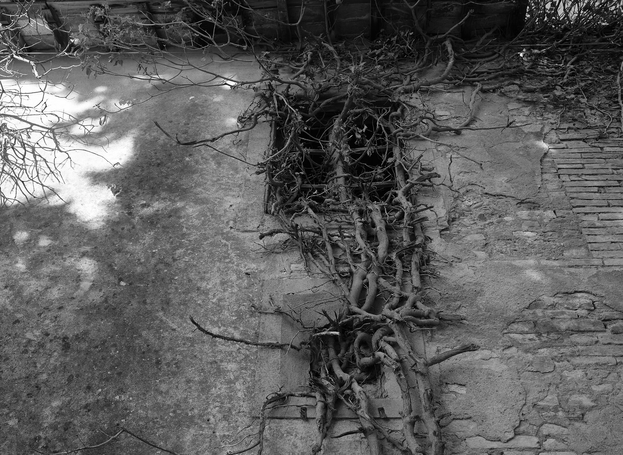 Le finestre con l'albero