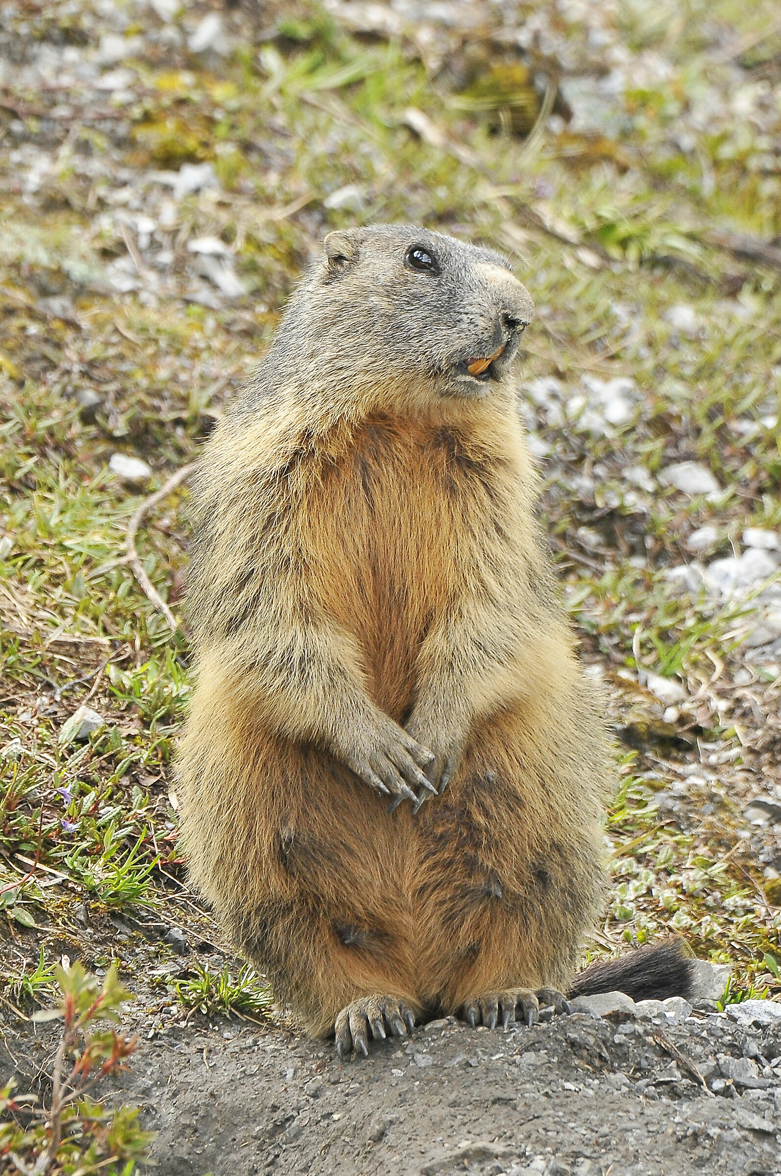 Marmot (Marmot)