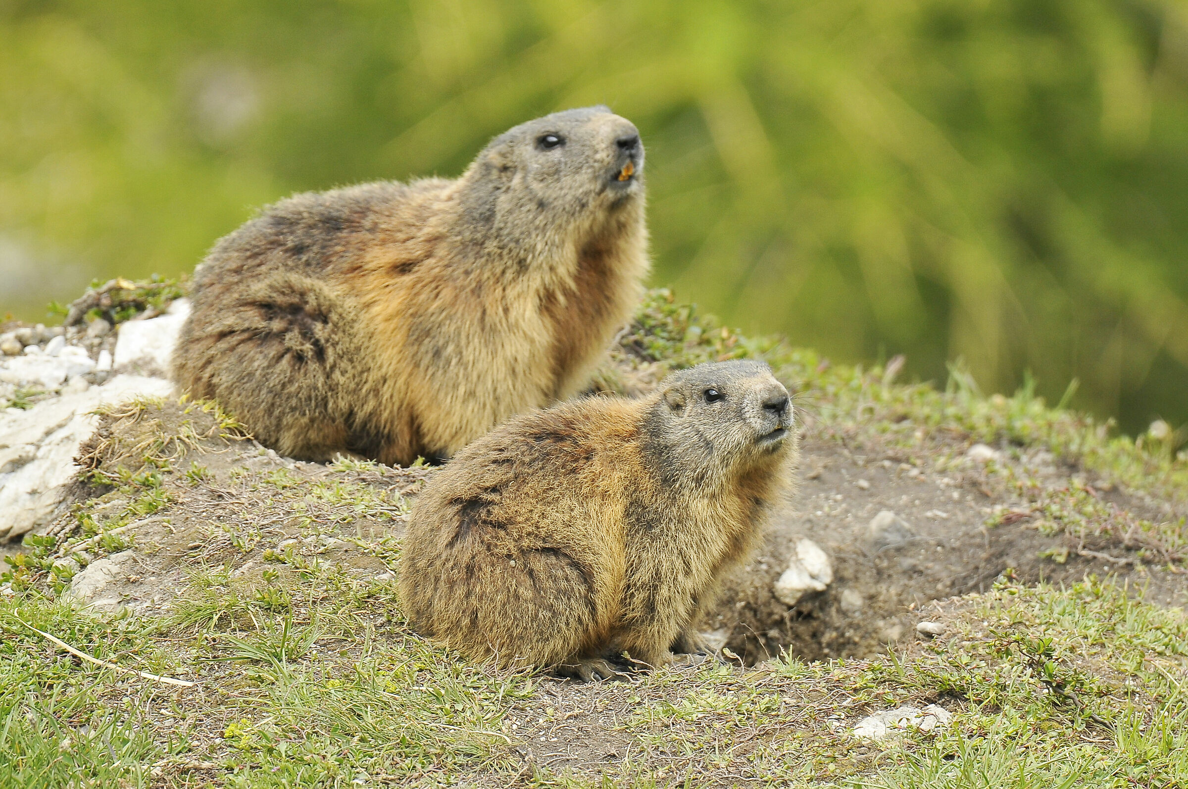 Marmot (Marmot)