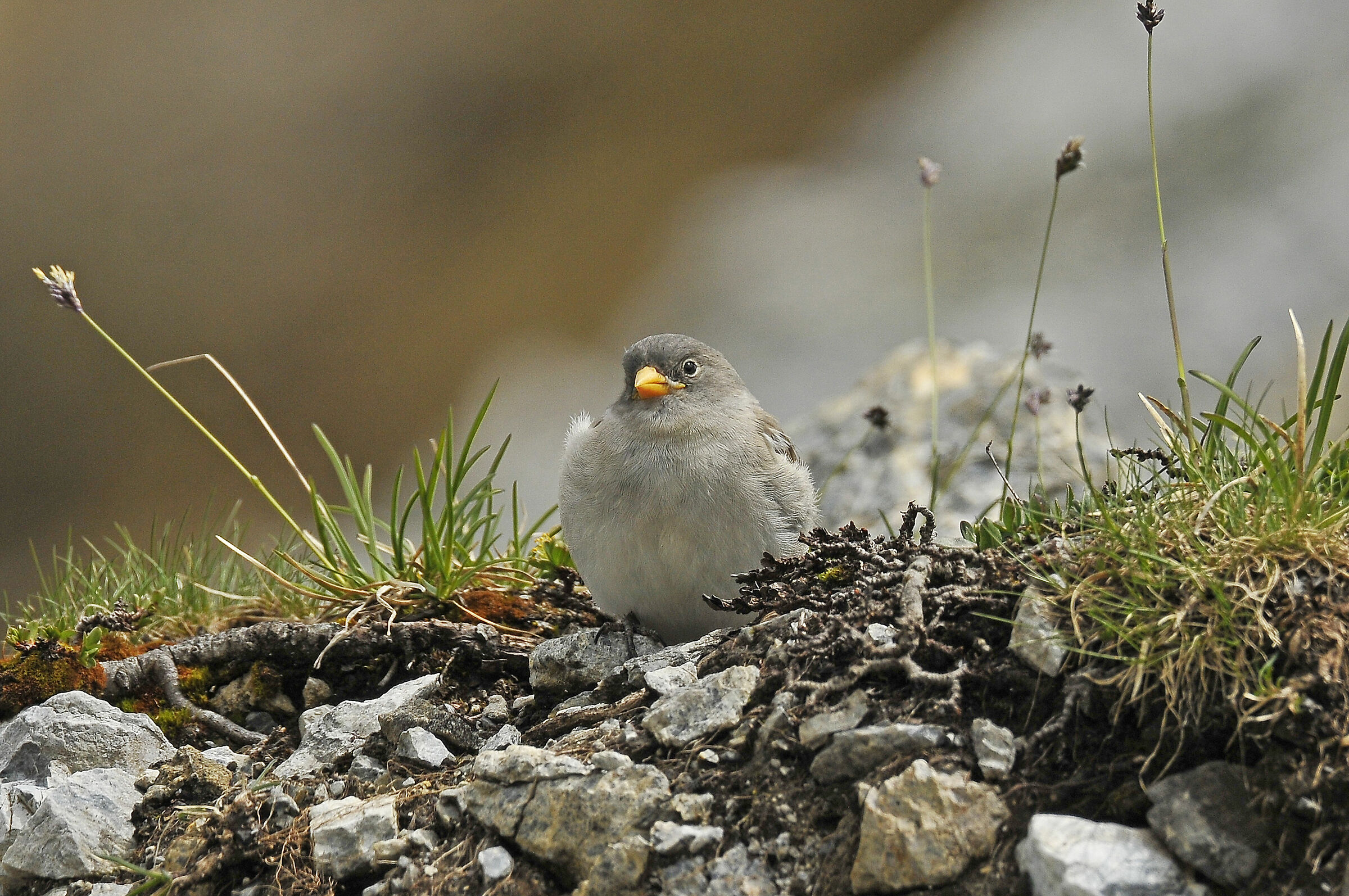 Alpine Finch (W-W Snowfinch)
