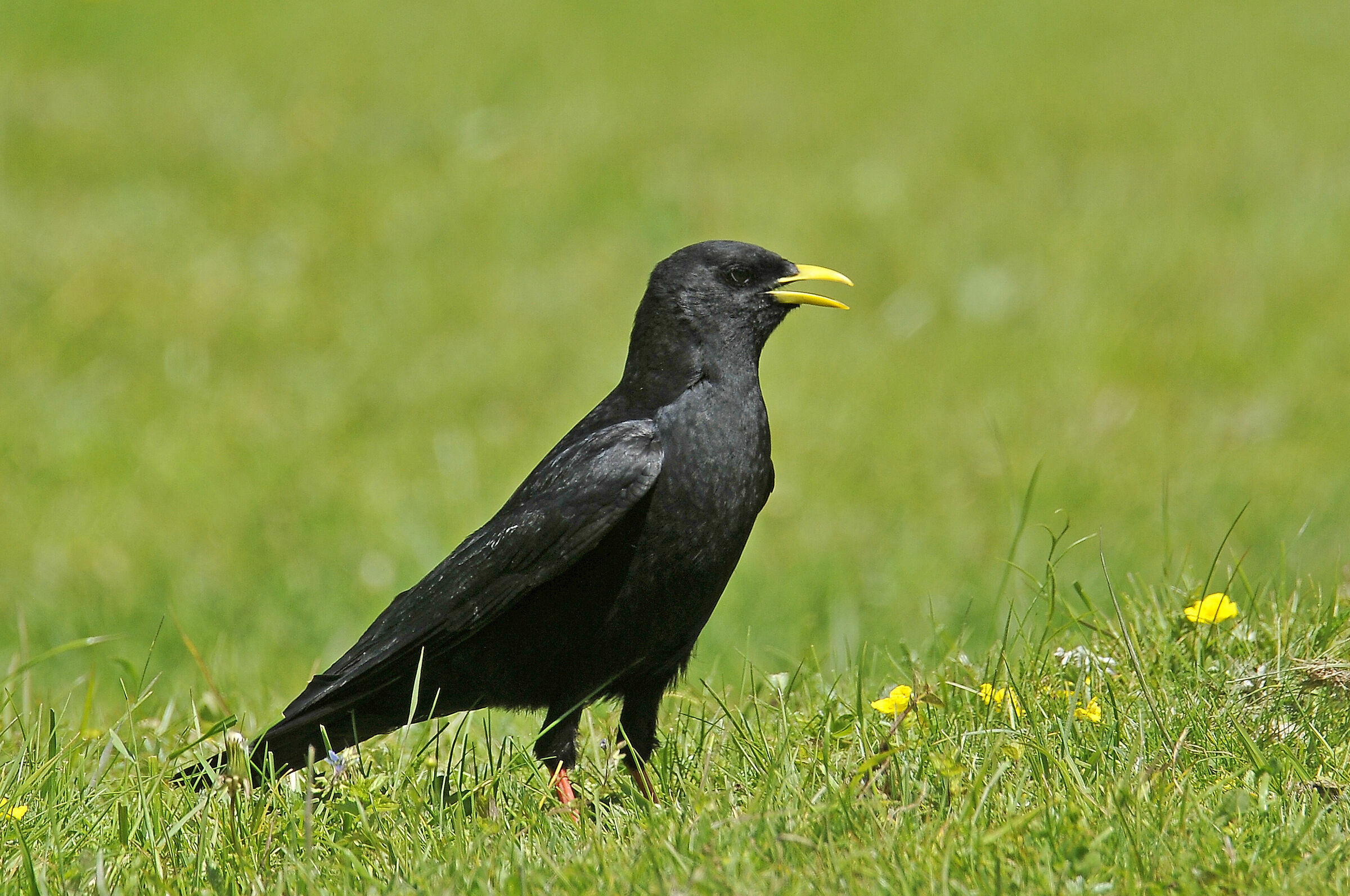 Alpine chough