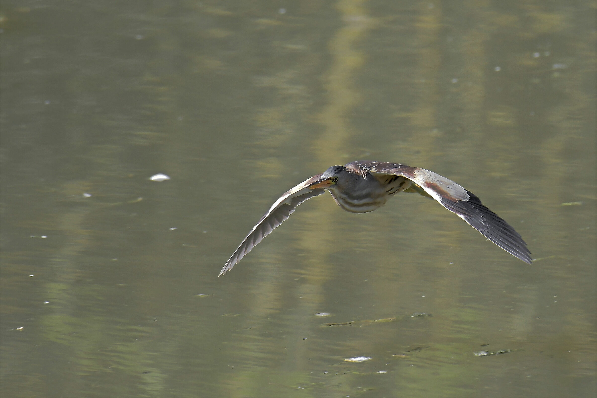 tarabusino in flight