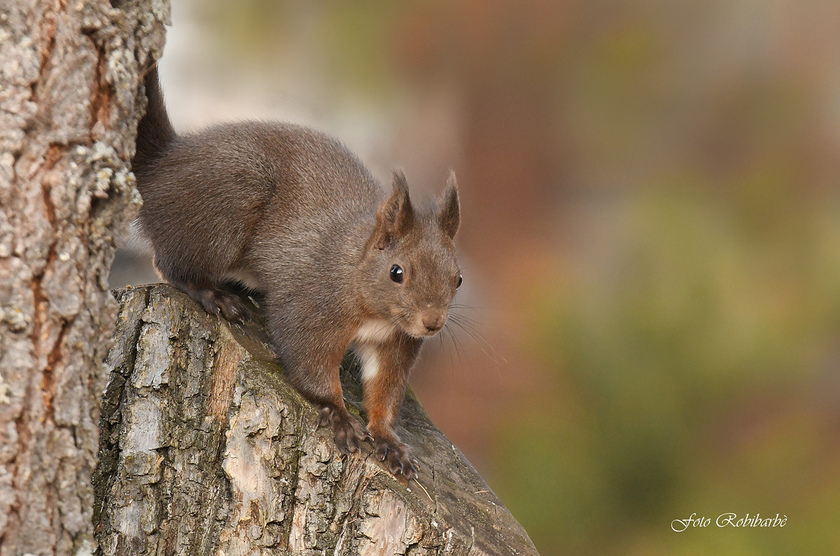 Scoiattolo...