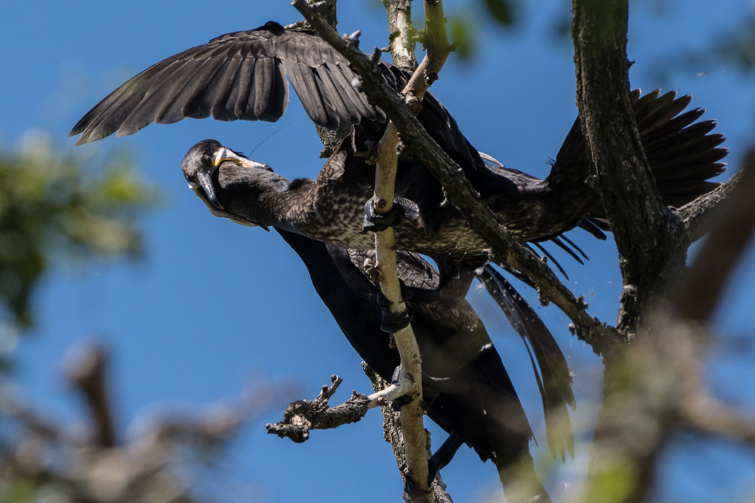 The imbetter of the cormorant