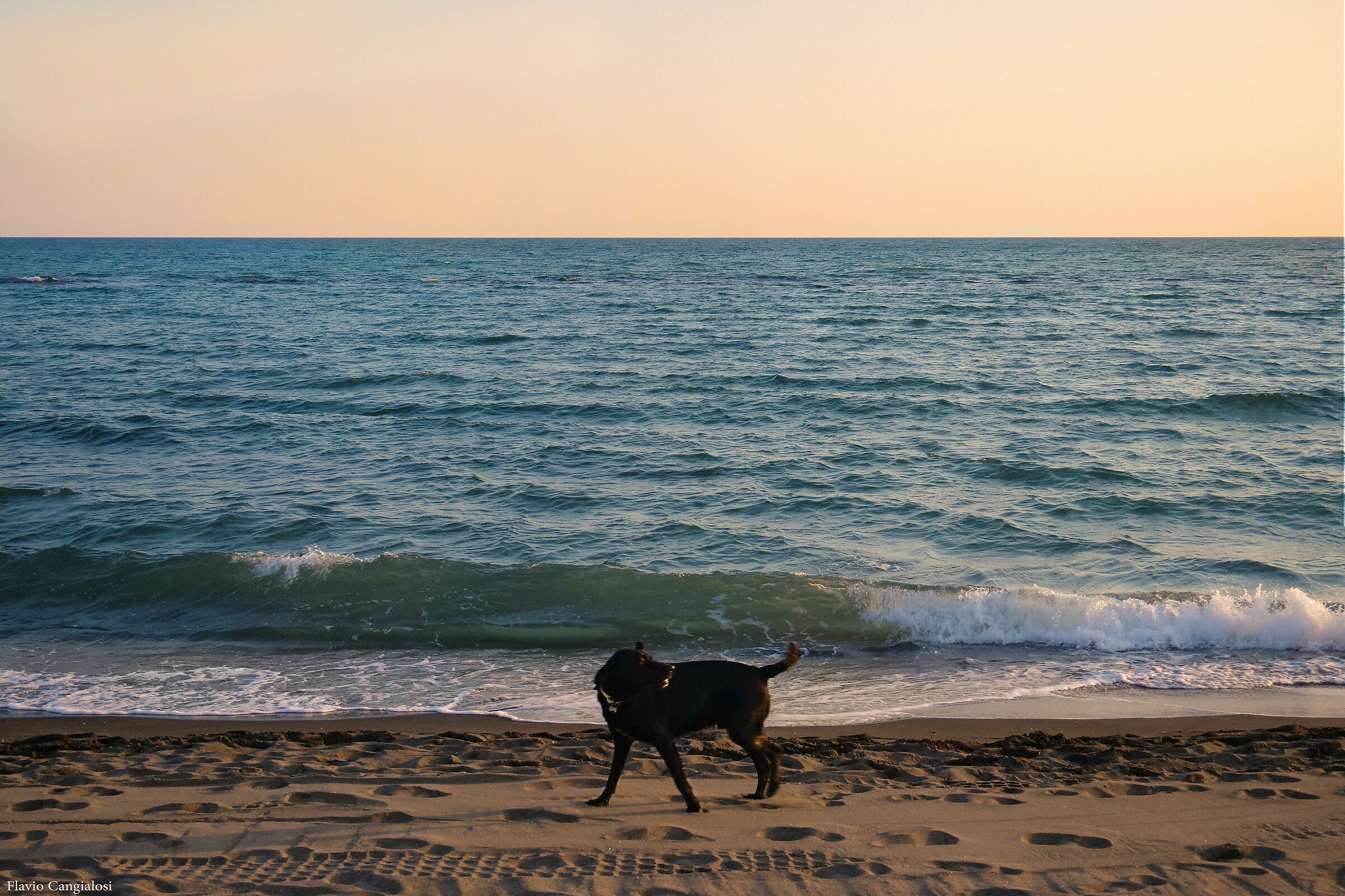 Cane in spiaggia