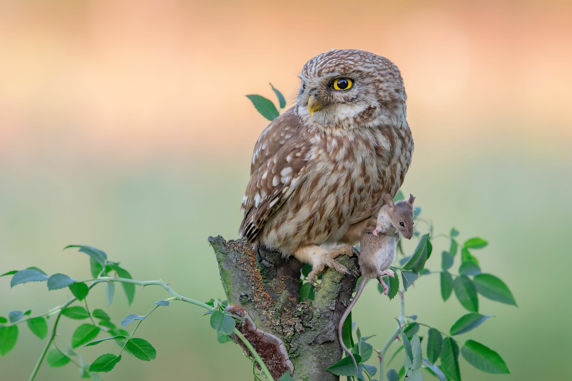 ..civetta con preda(a5k)..