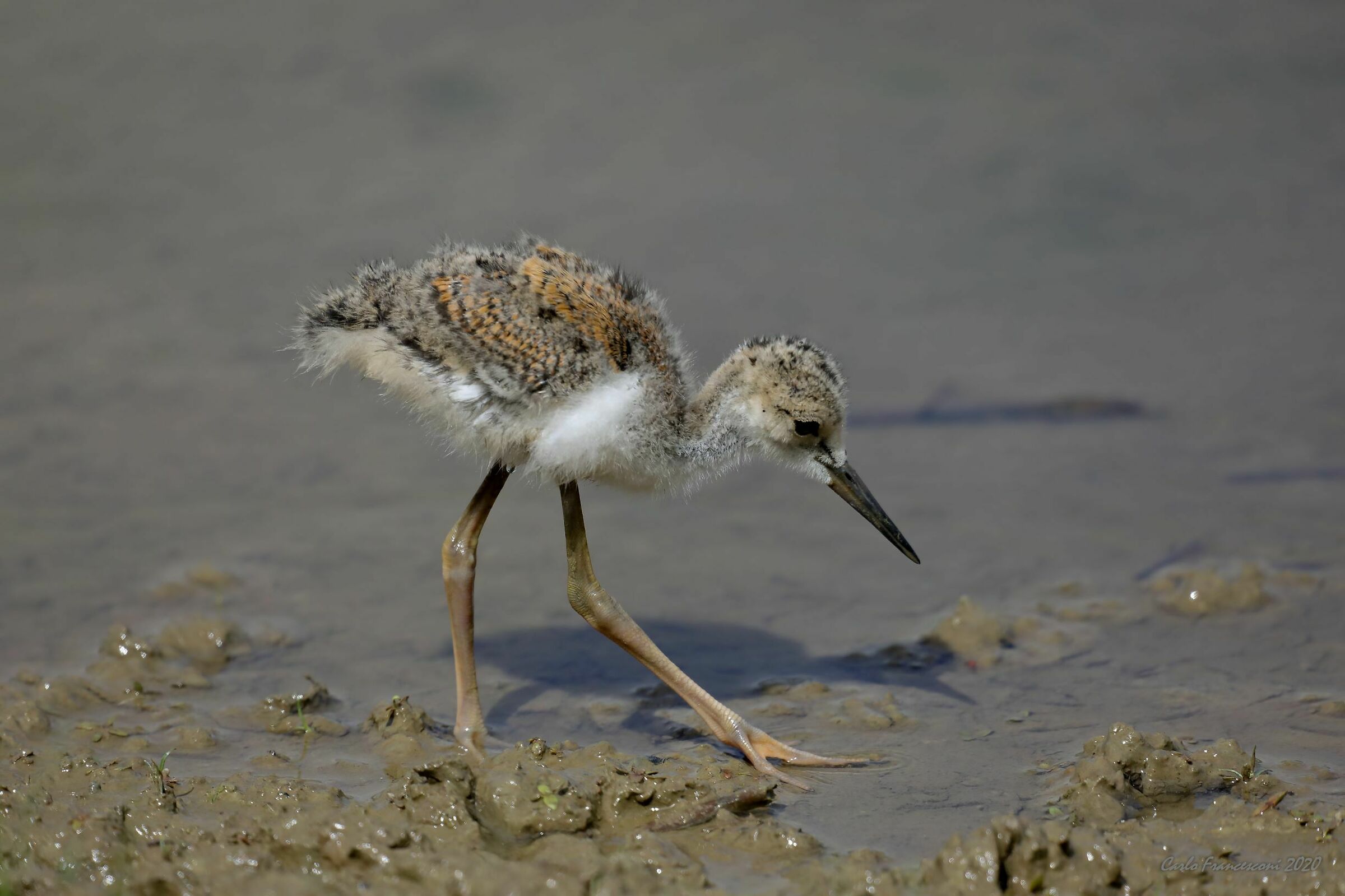 Pullo di Cavaliere di Italia