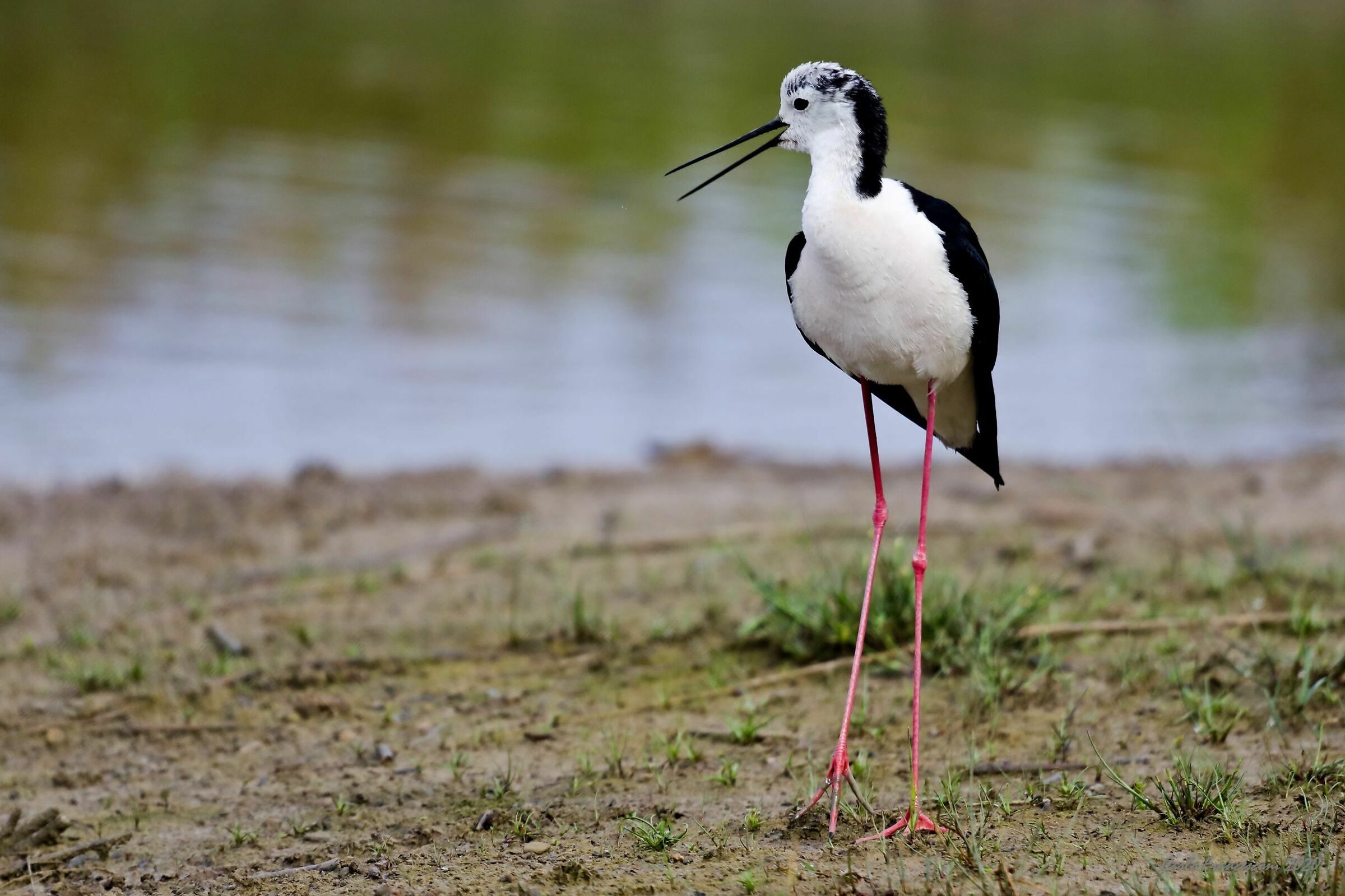 Cavaliere di Italia che richiama