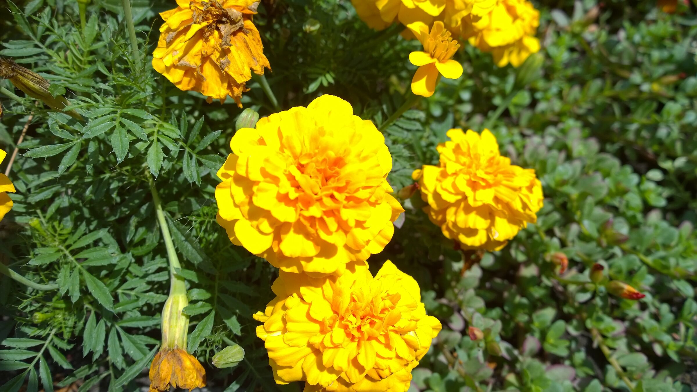 Tagetes erecta
