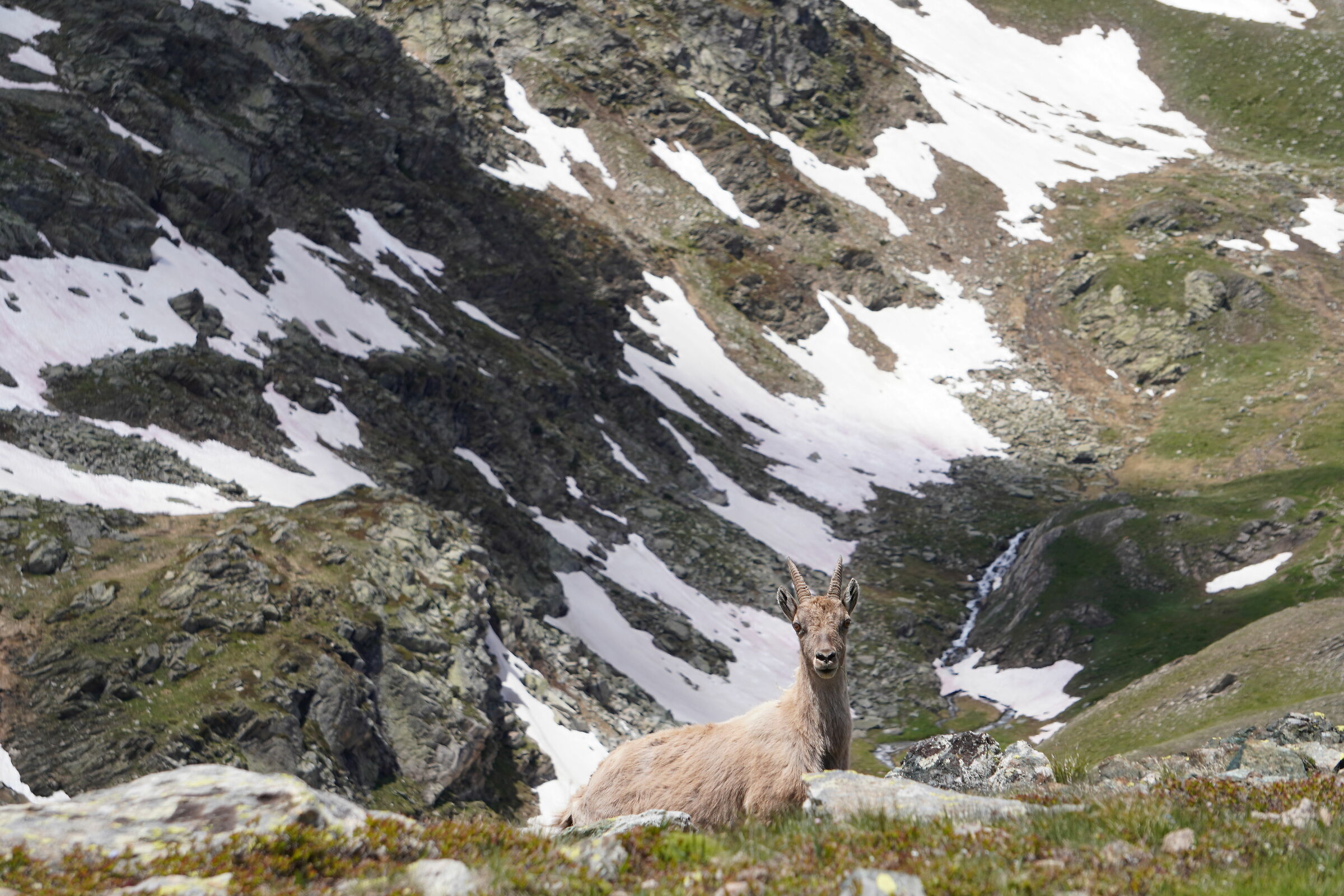 Stambecco in posa - Valle Varaita