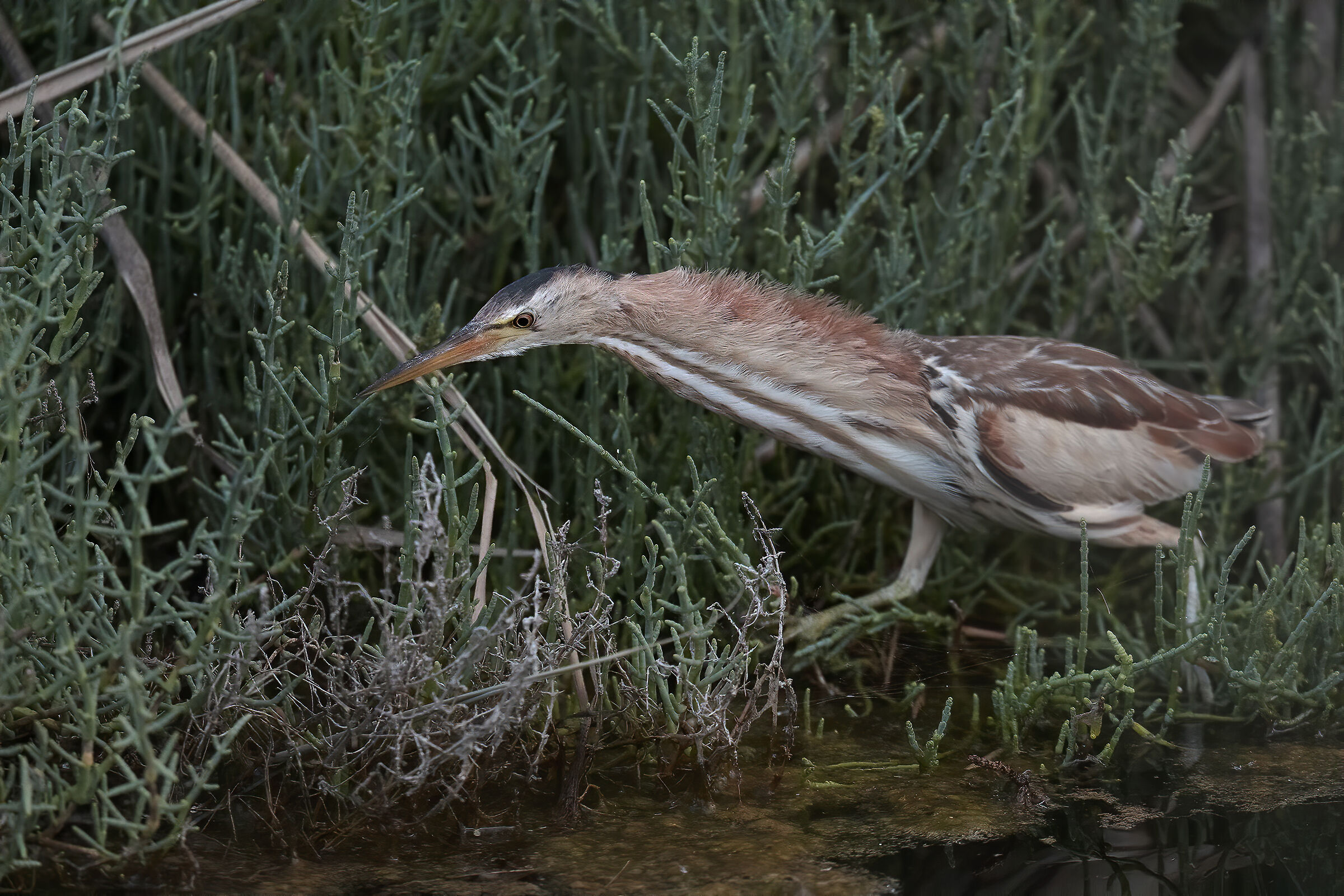 Tarabusino in caccia