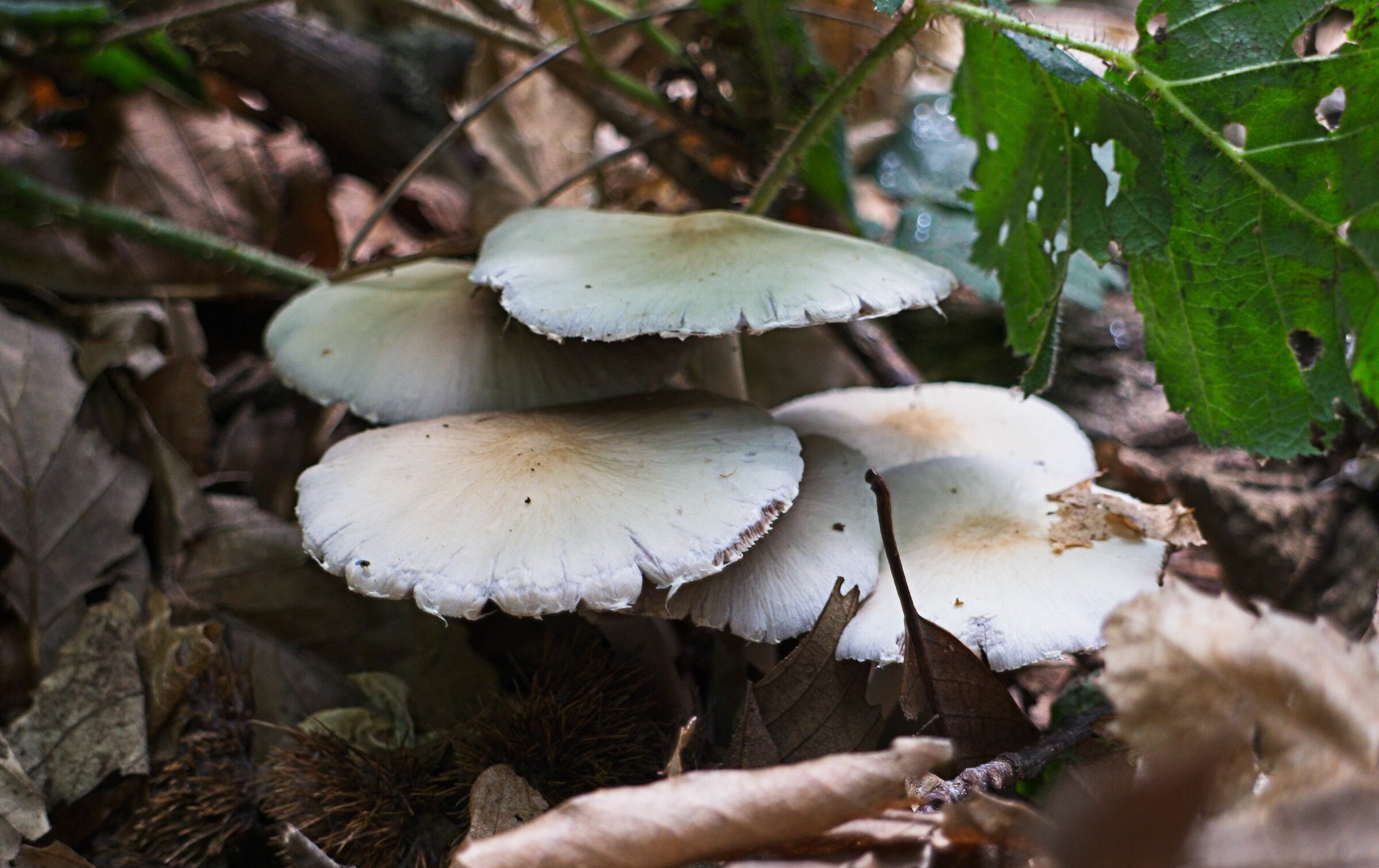 Wonders of undergrowth