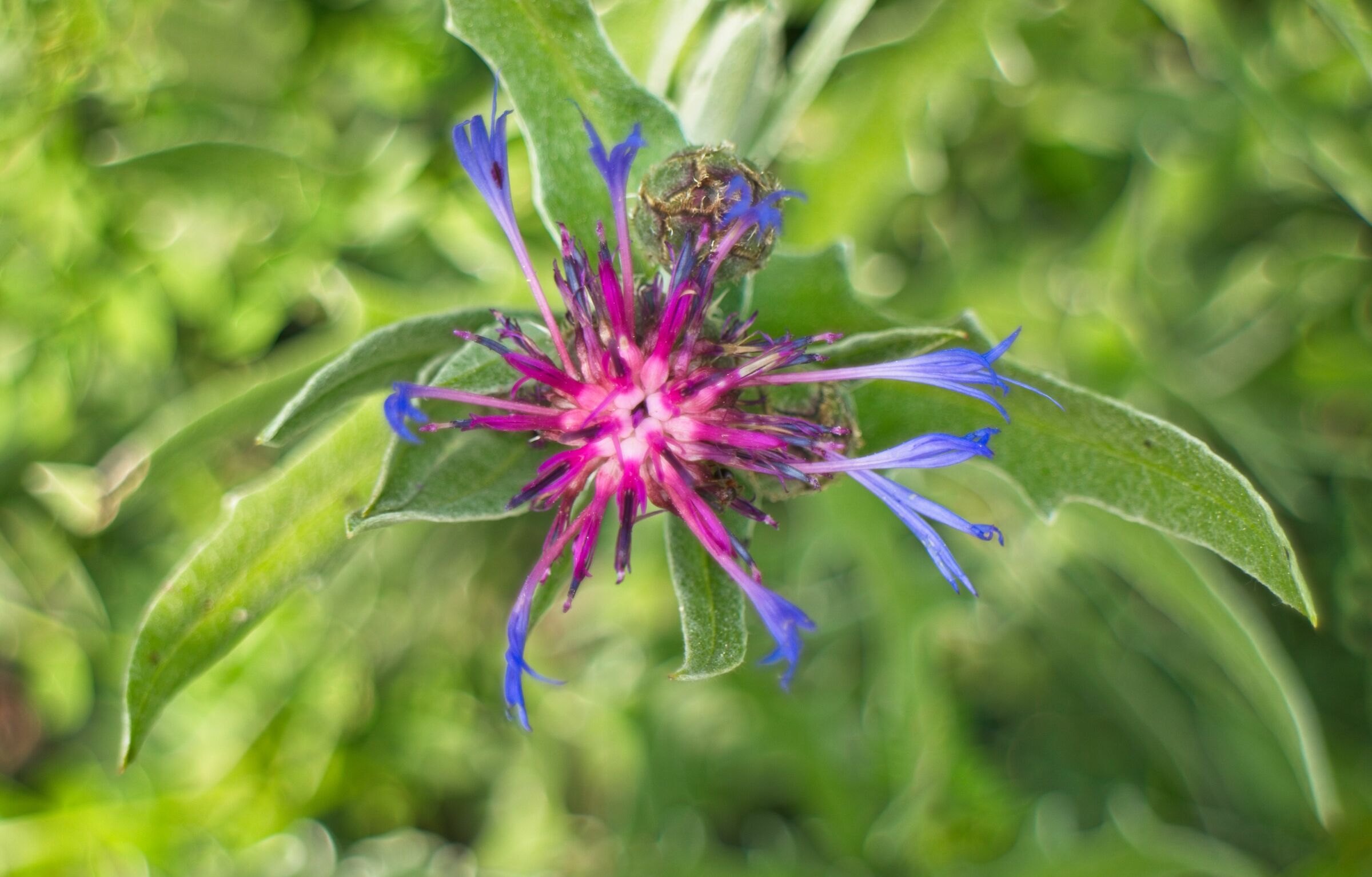Centaurea