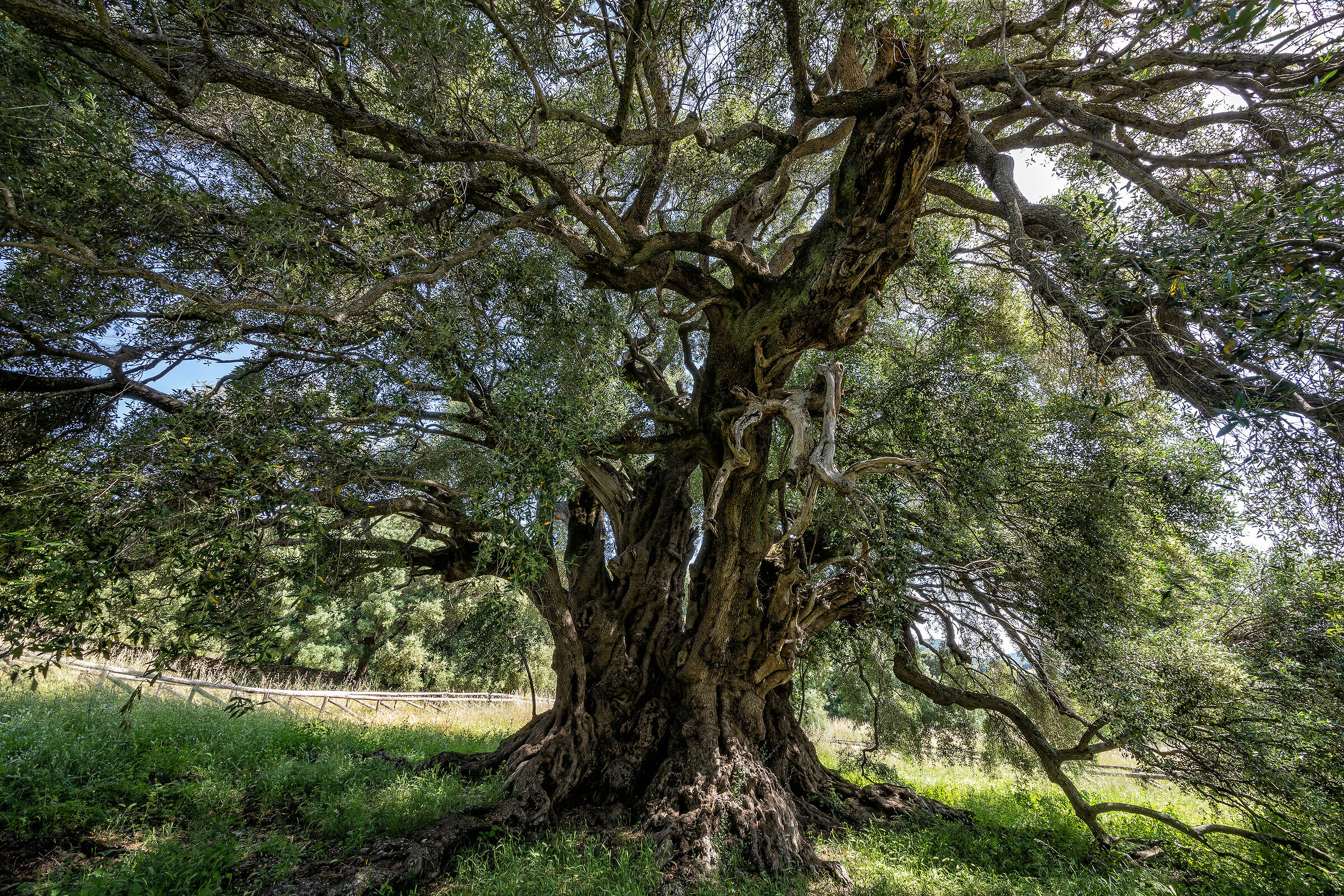 The Tree of Evil Spirits