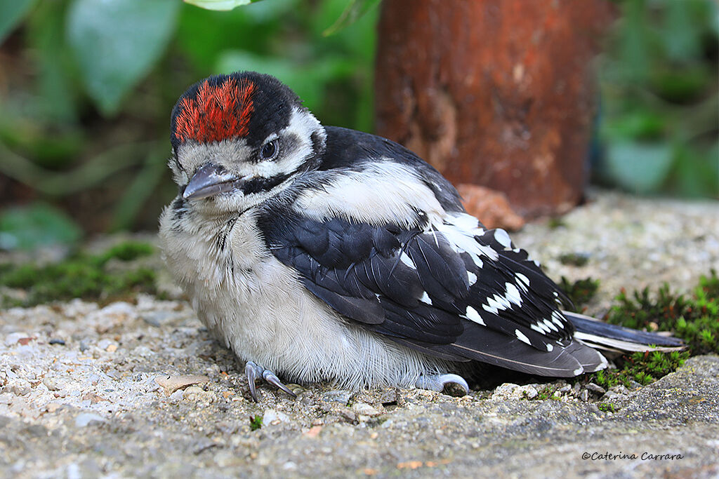 Woodpecker
