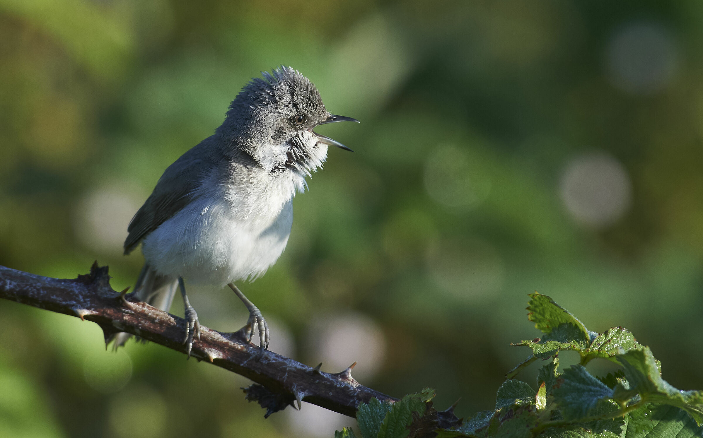 Lesser whitethroat