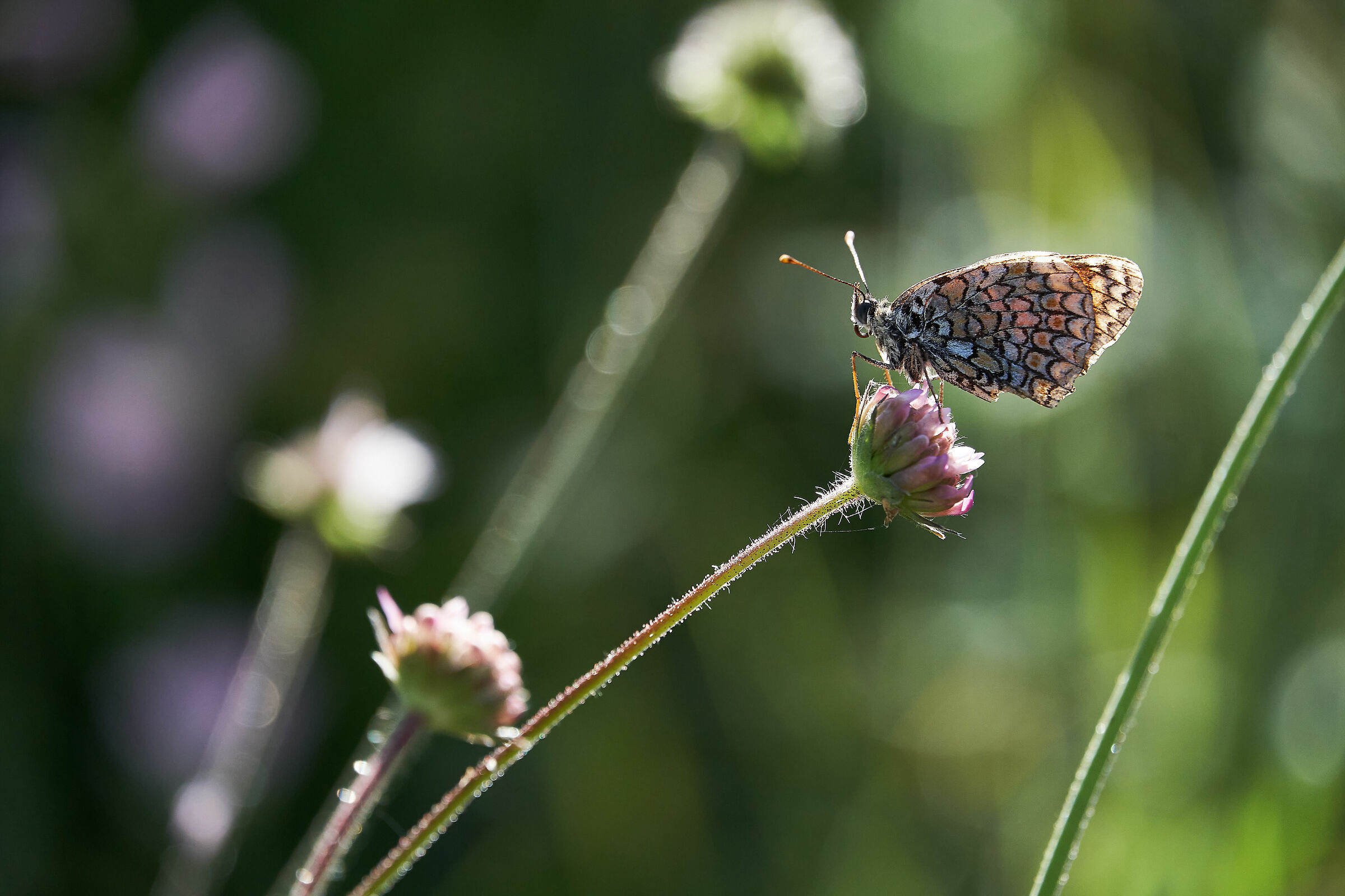 Nel vento e nel sole