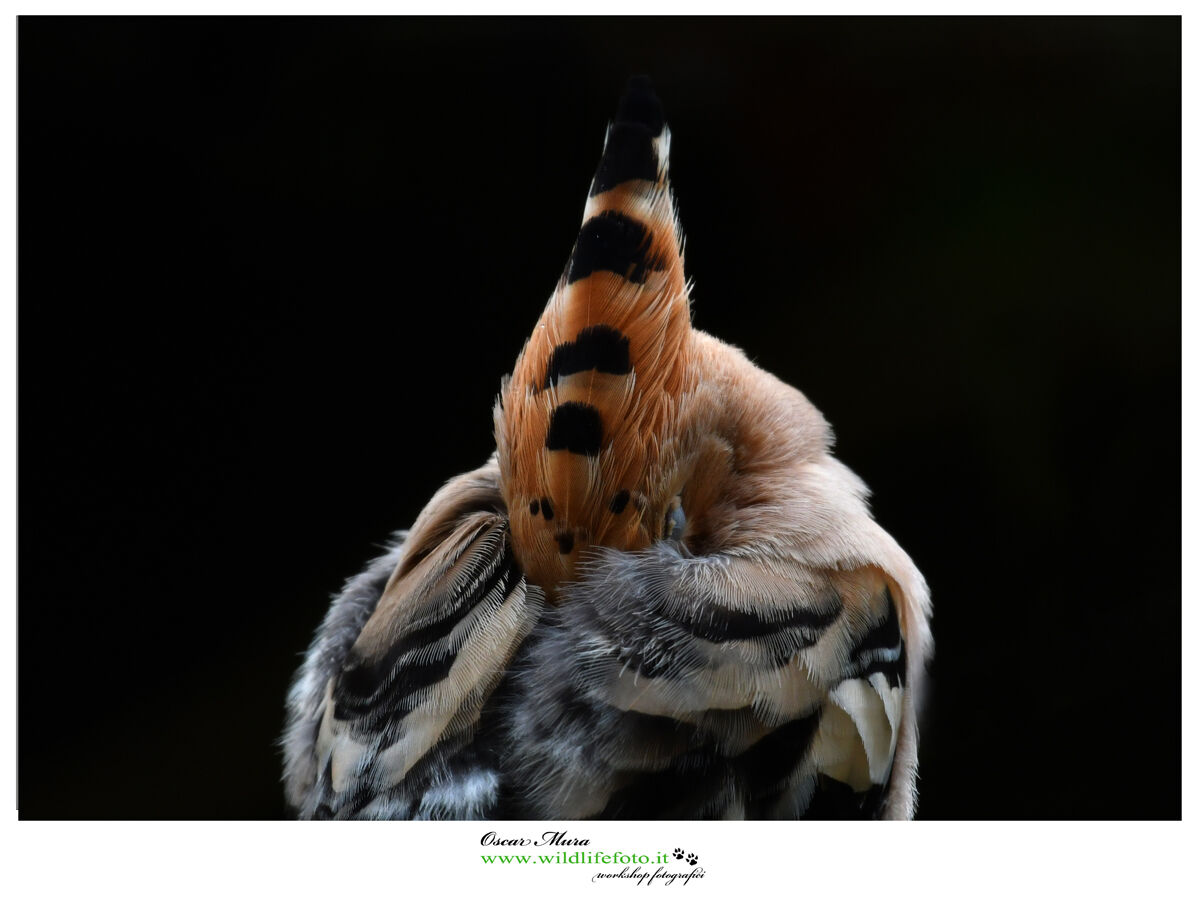 Hoopoe..... rest