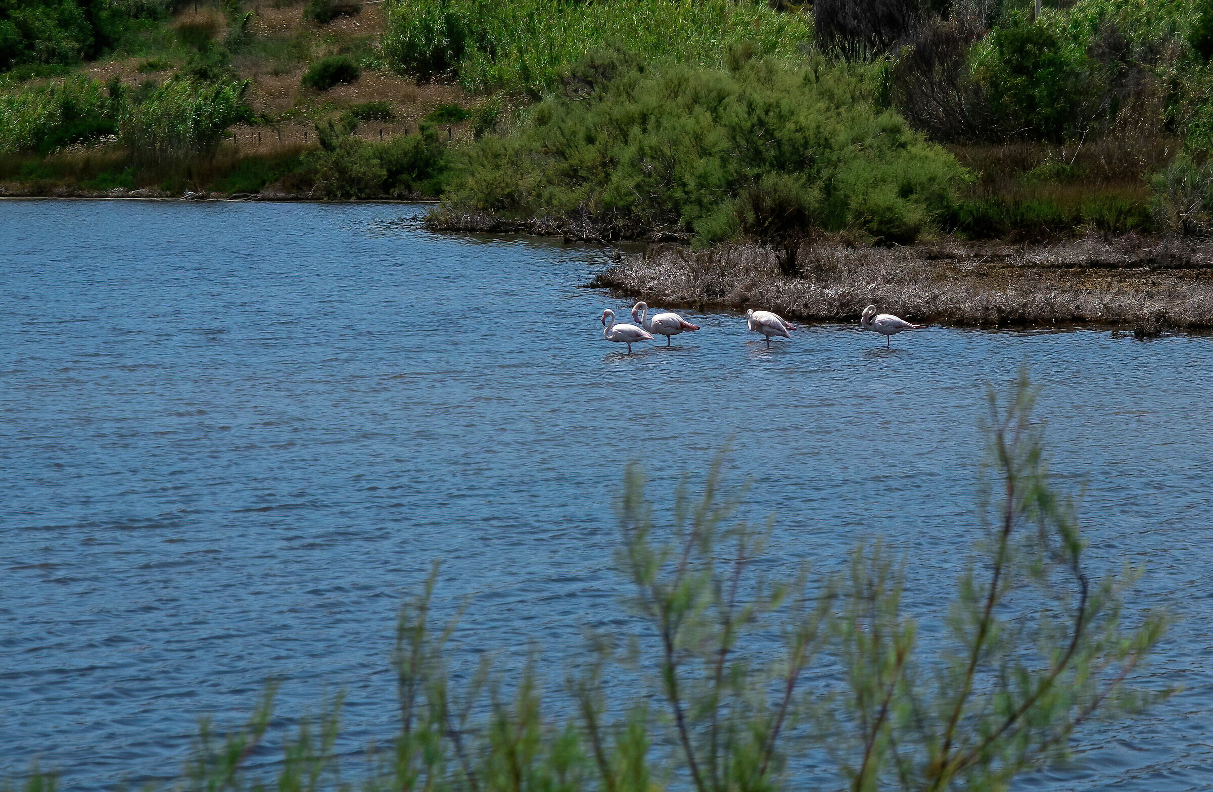 Pantano Punto Rio
