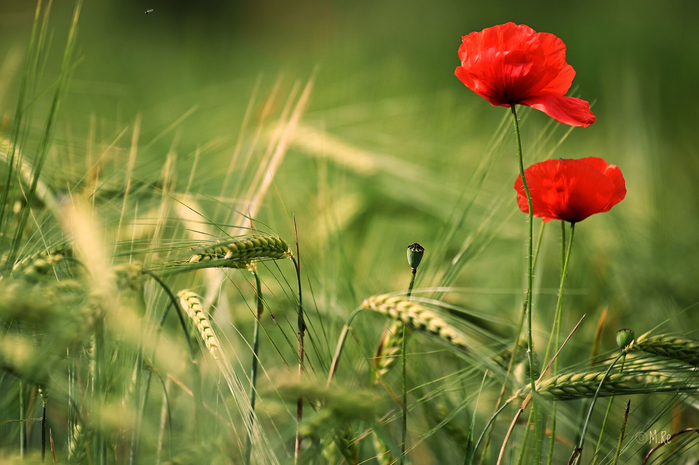 Poppies, New Jersey