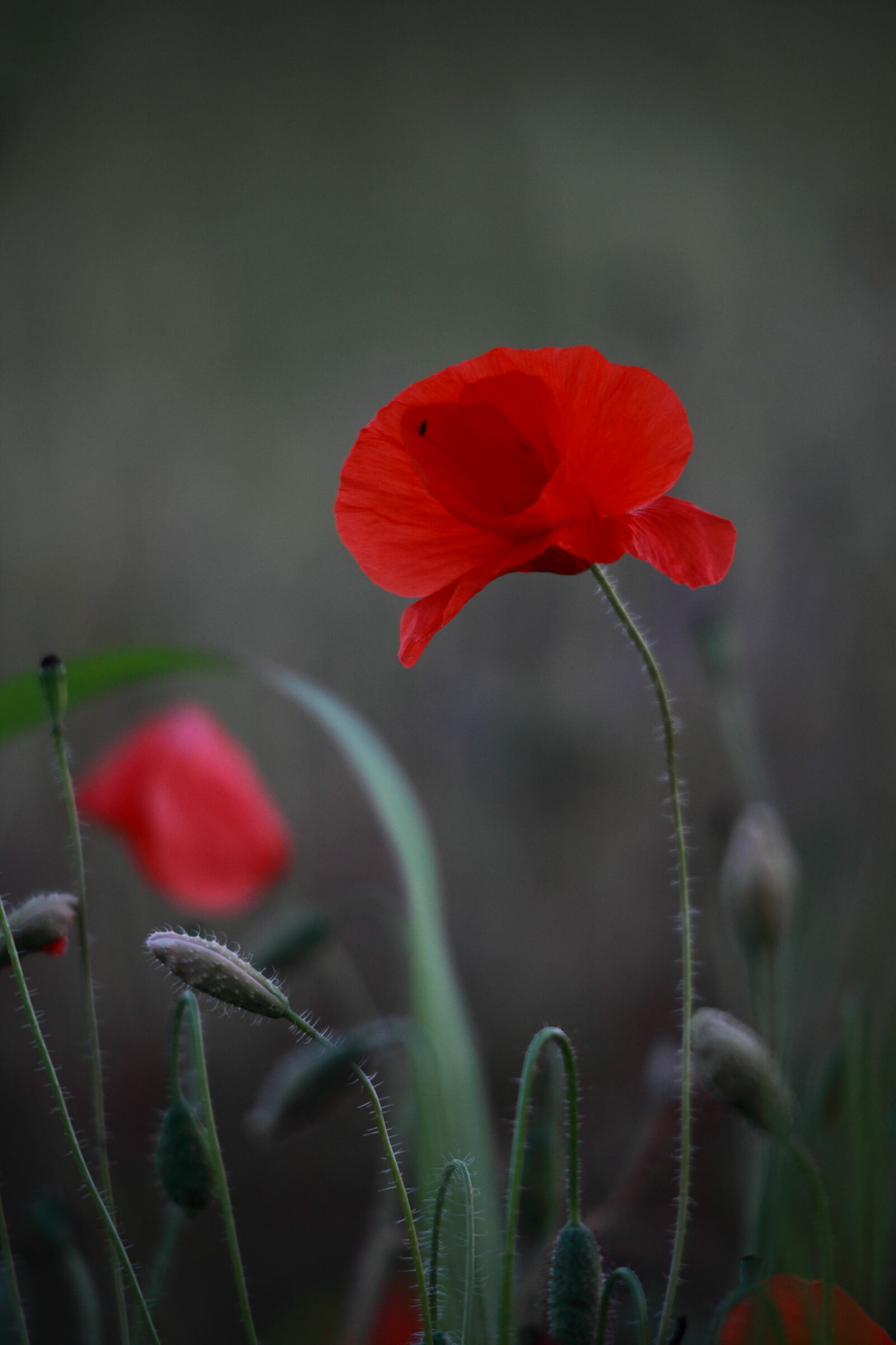 Papavero al Tramonto