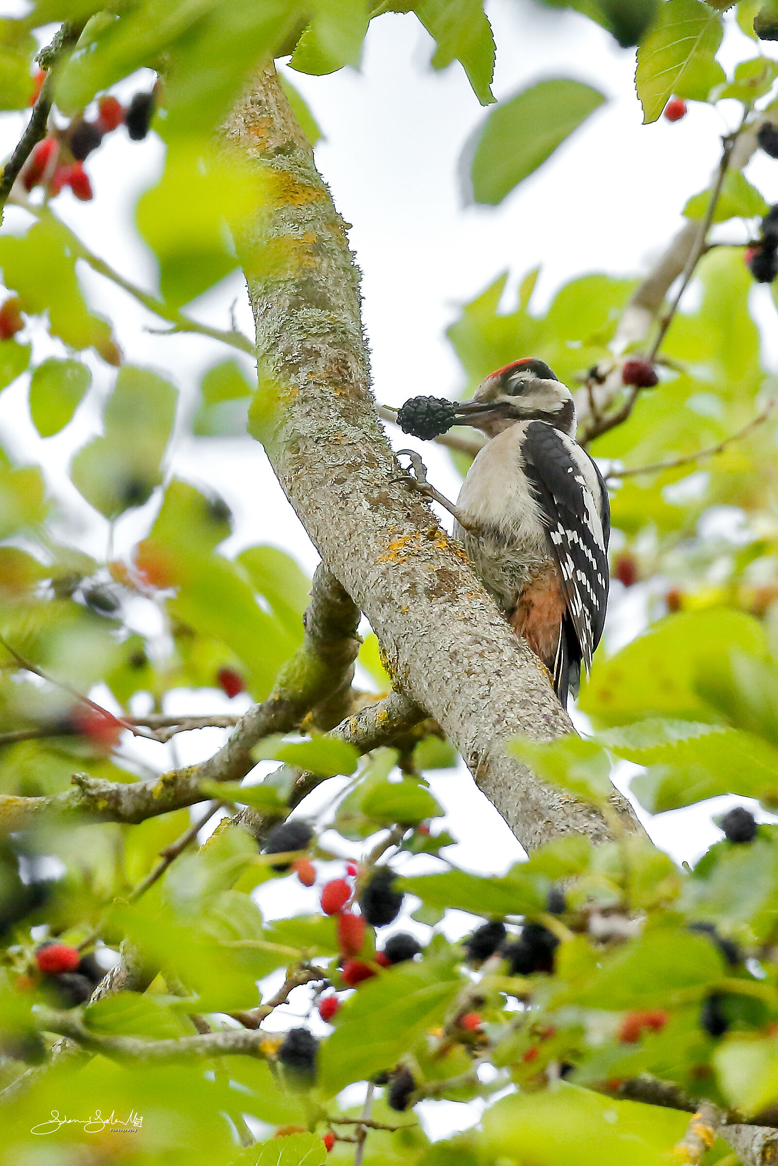 This is mine (Dendrocopos major, L., 1758)