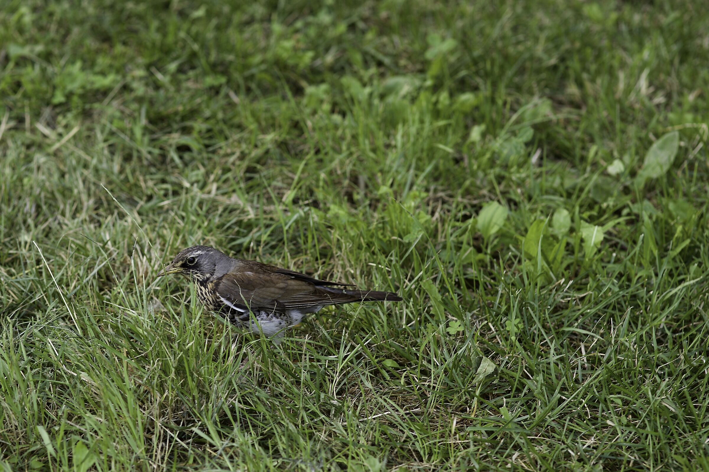 Cesena al Talvera - Bolzano