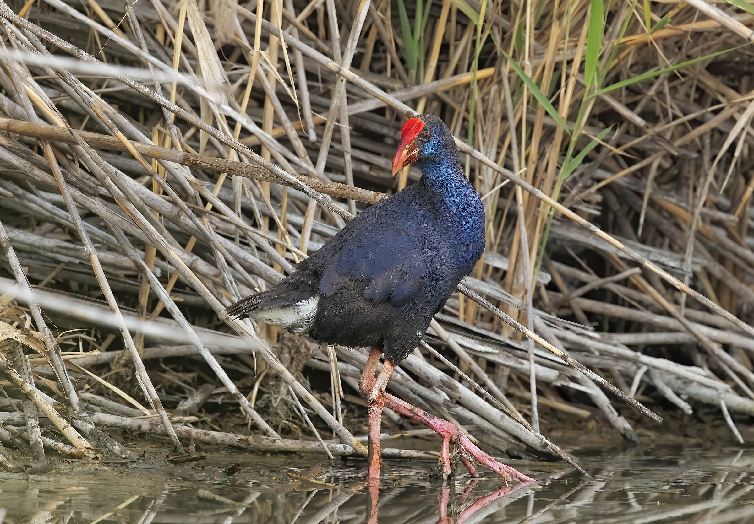 chicken sultan (porphyrio porphyrio)