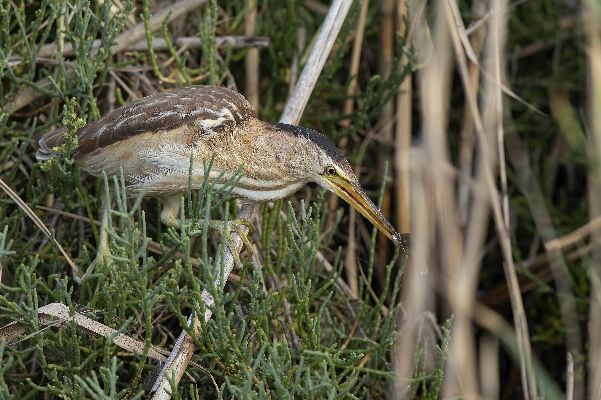 tarabusino, (ixobrychus minutus)