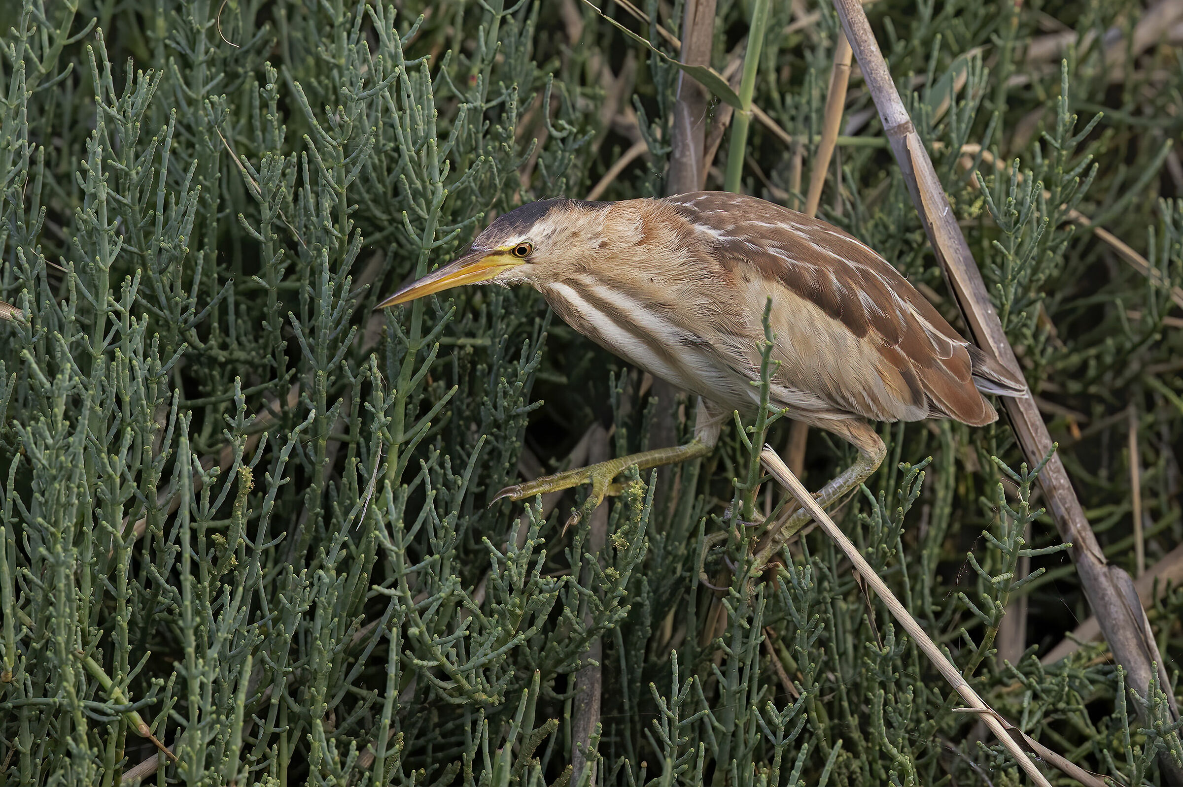 tarabusino, (ixobrychus minutus)