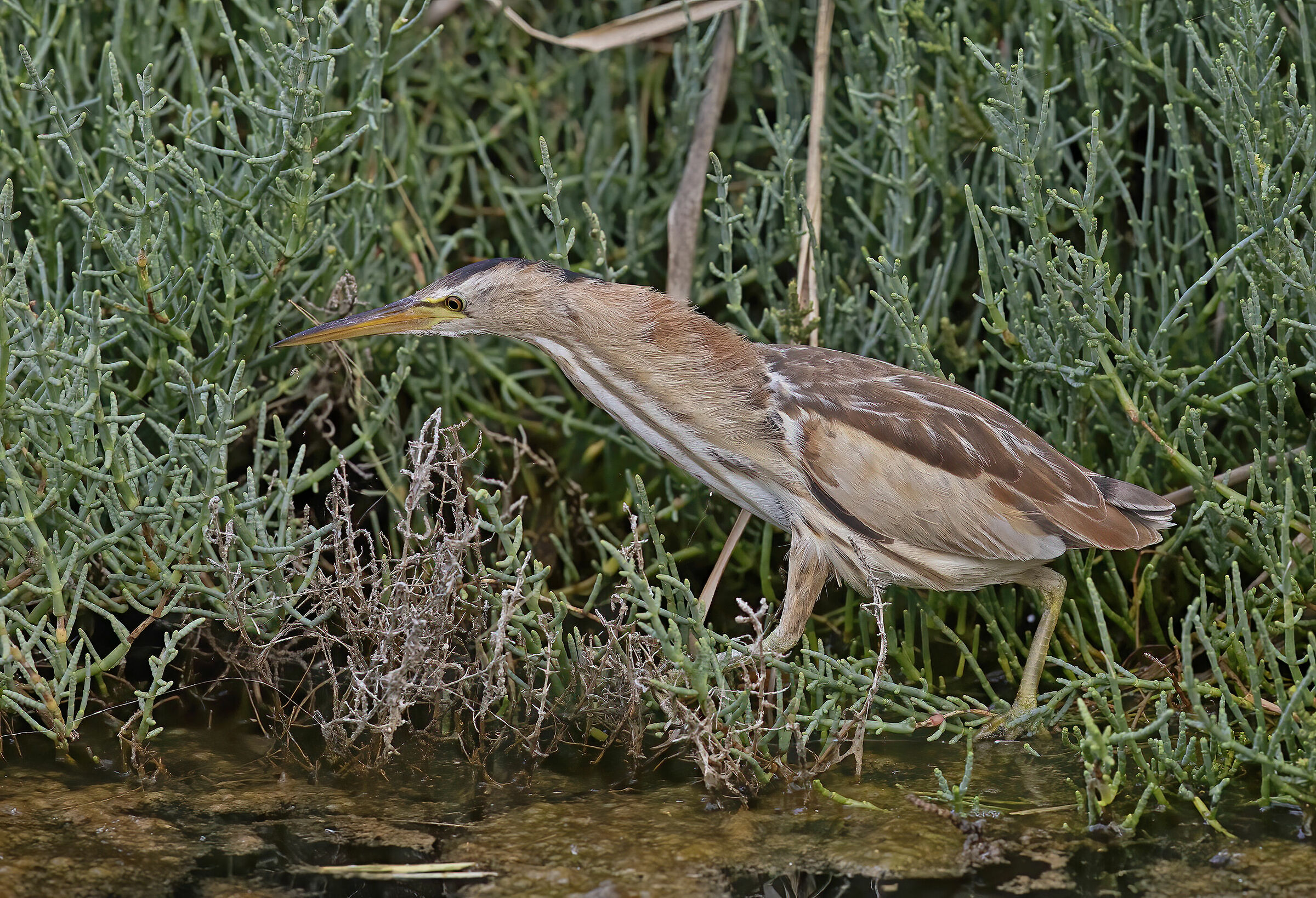 tarabusino, (ixobrychus minutus)