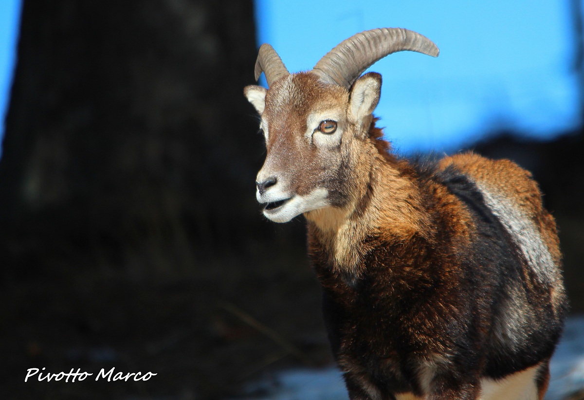 Young mouflon