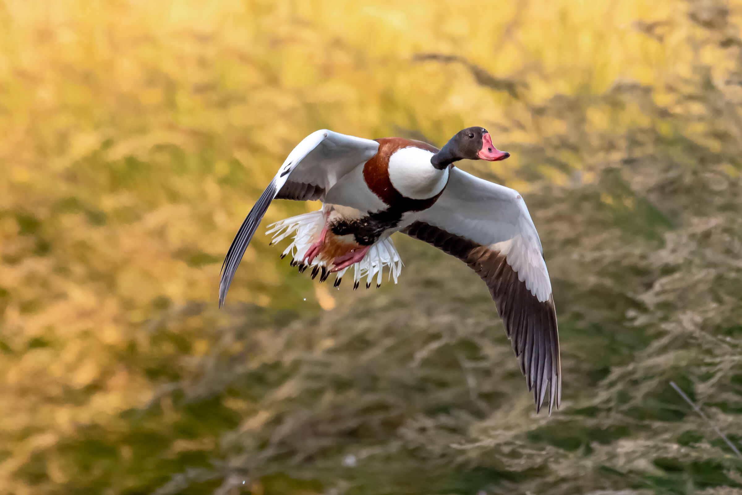 Tadorna Tadorna - maschio