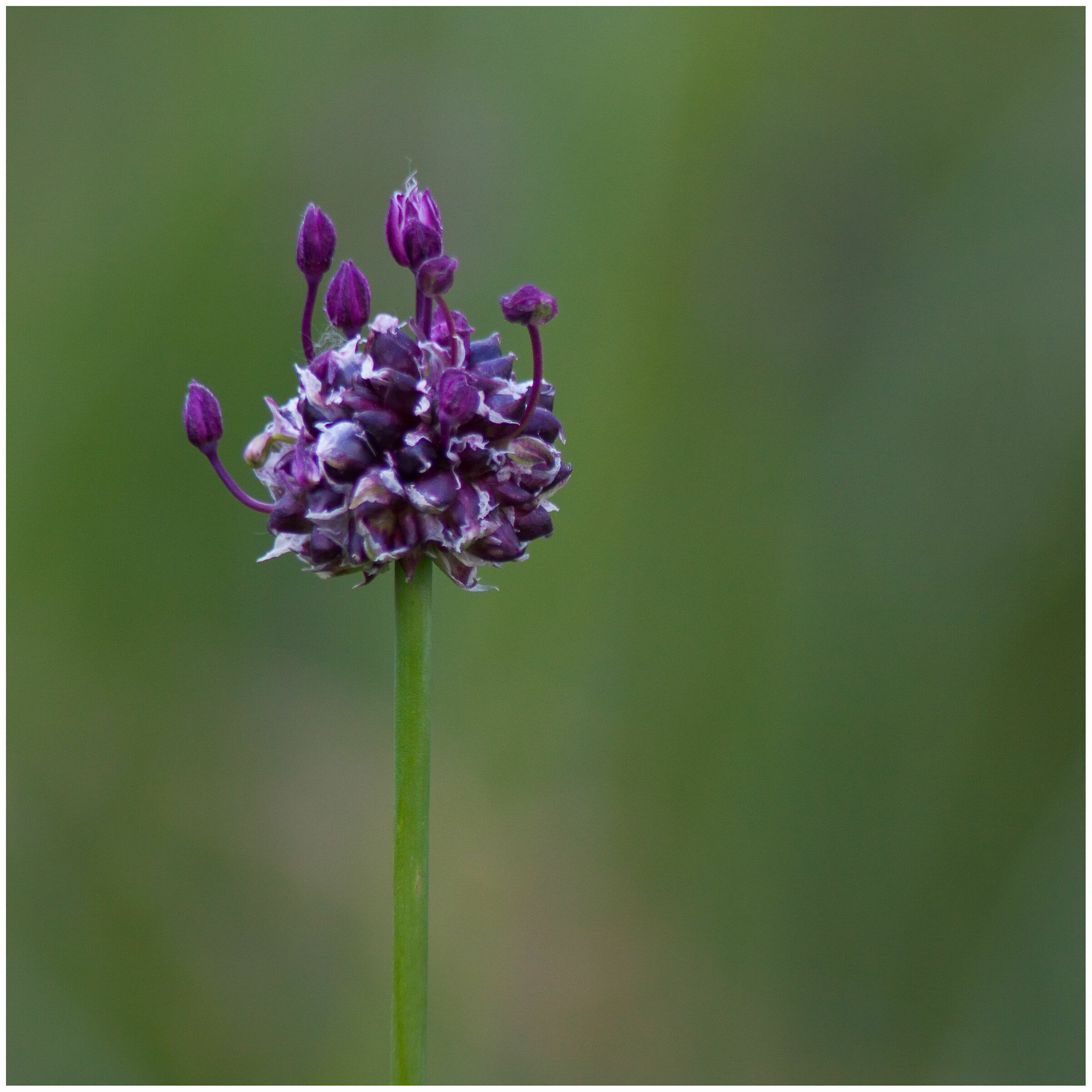 The beauty of fields
