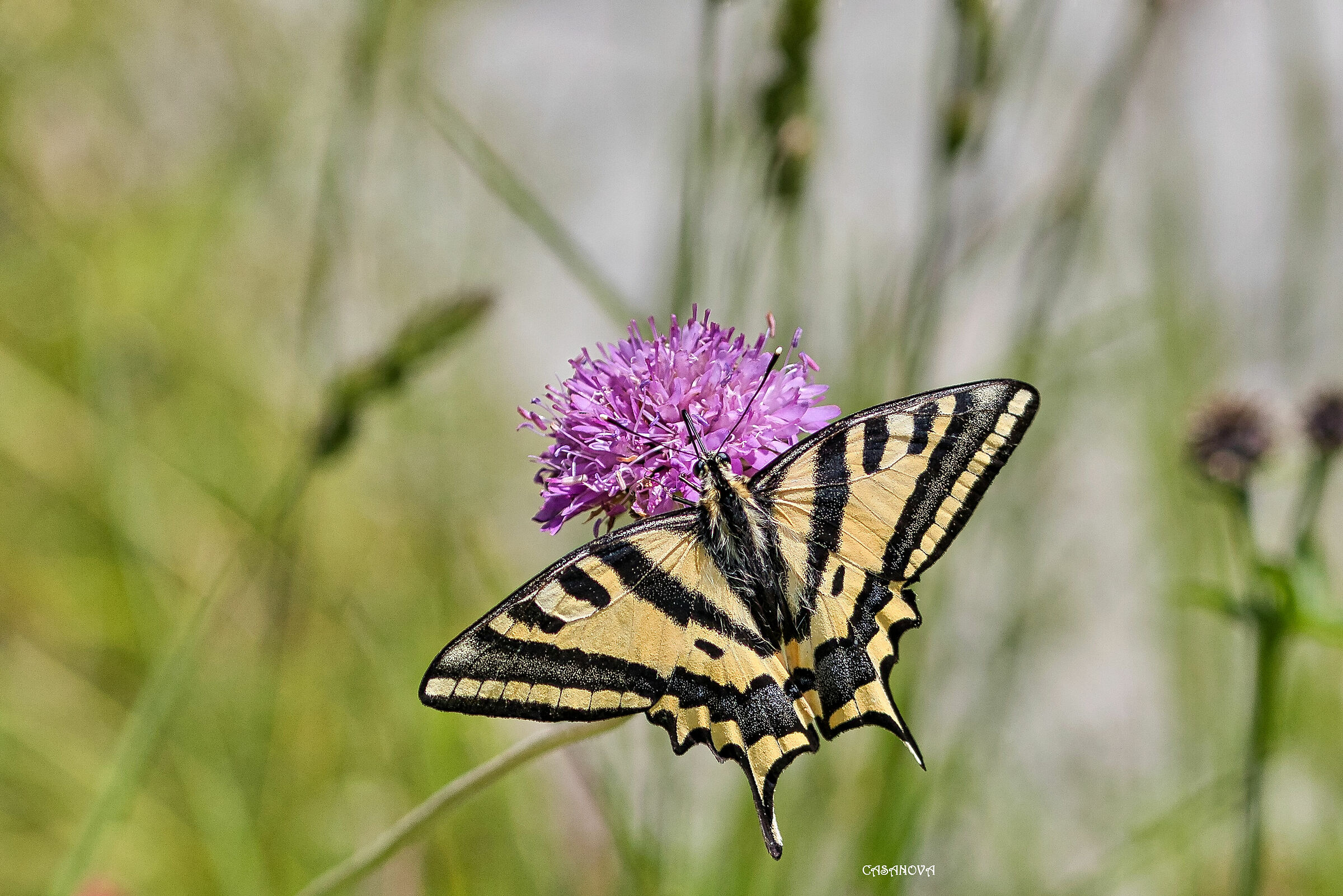 Papilio alexanor.