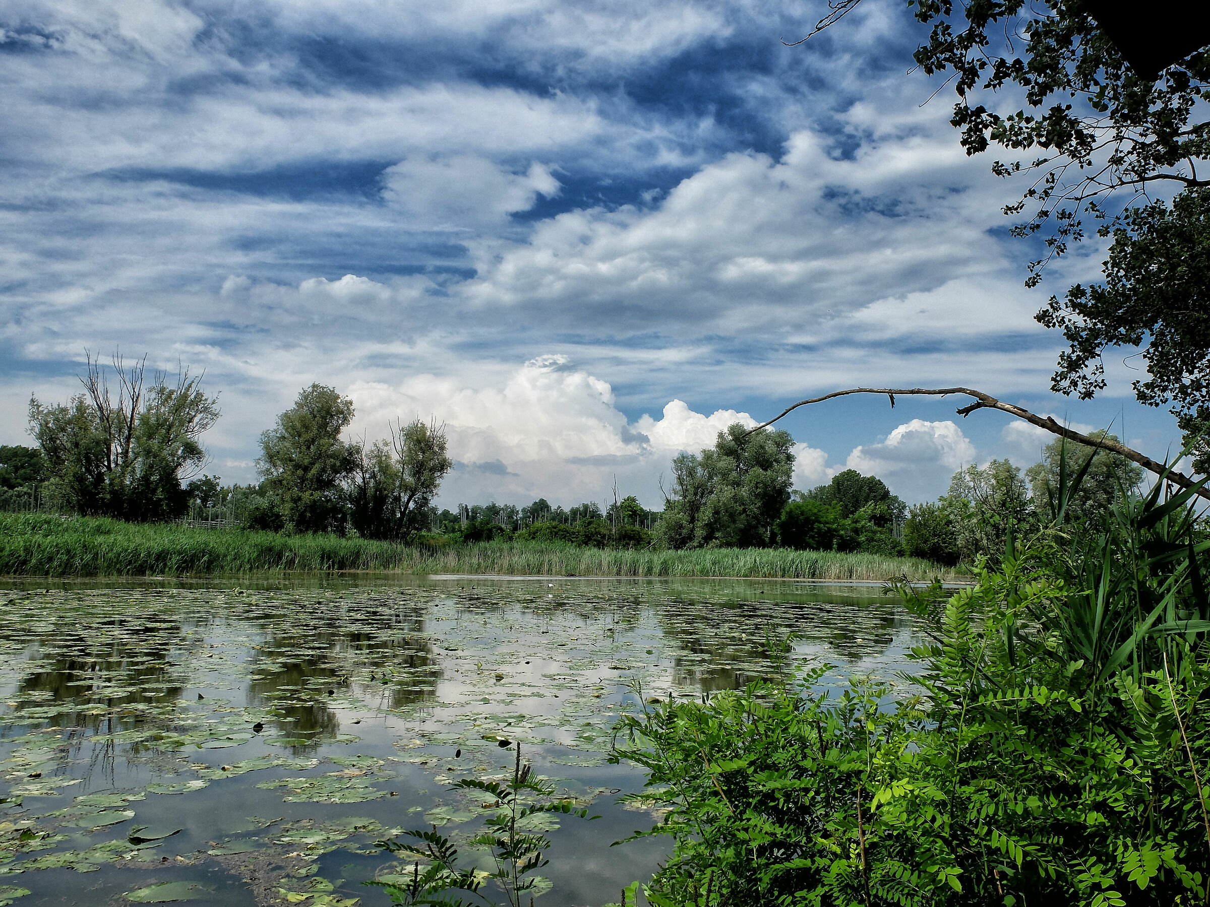 lanche of azzanello - river oglio