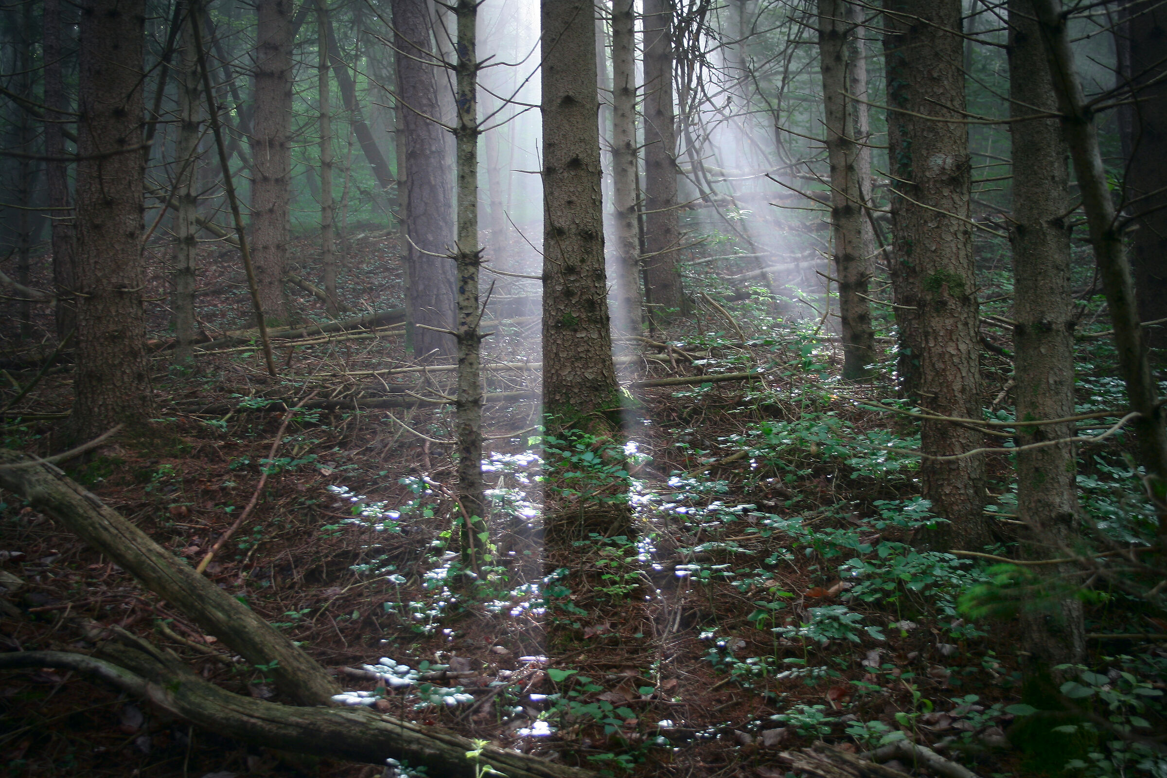 Light in the woods